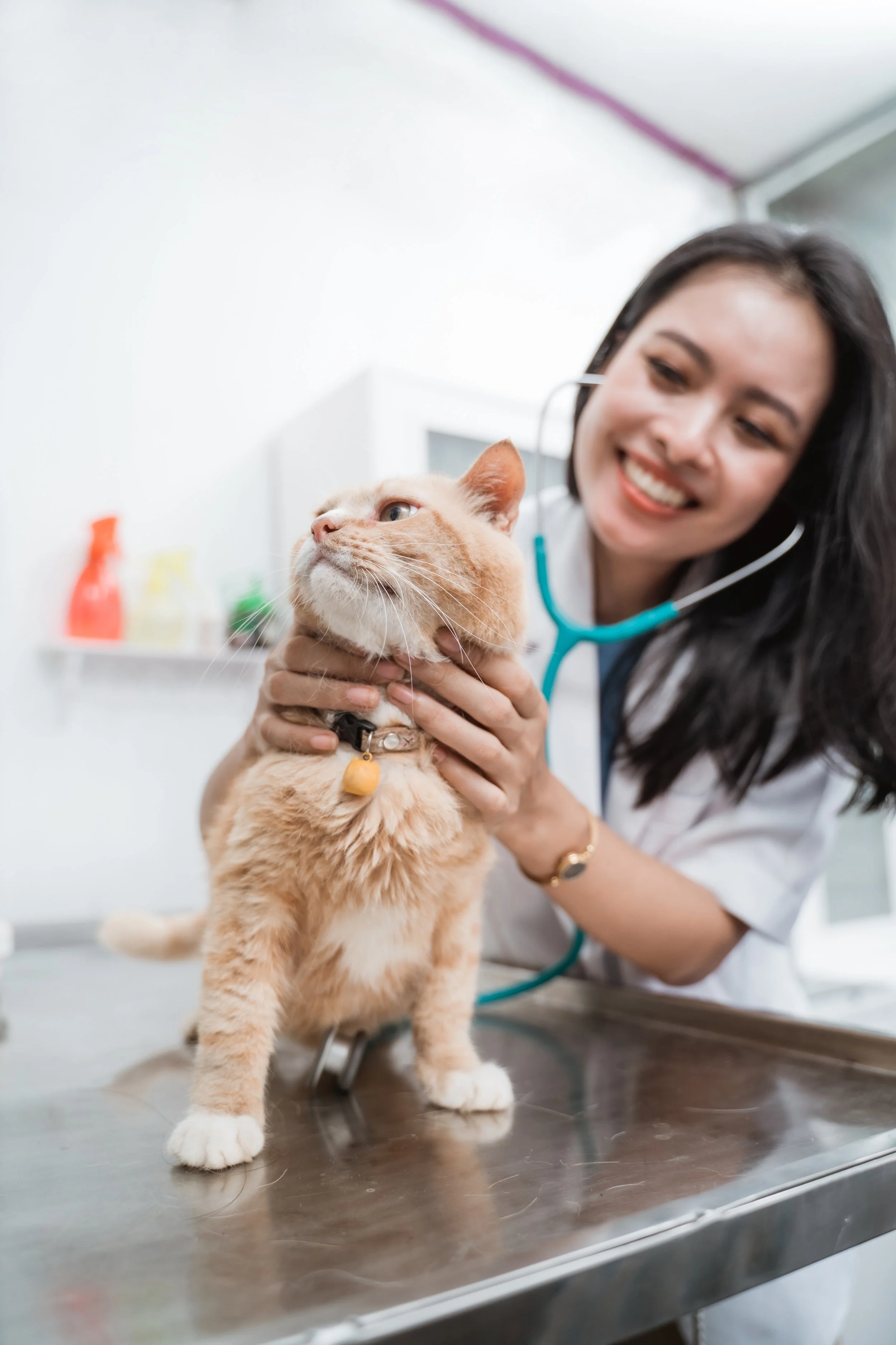 A female veterinarian smiling while holding a ginger cat on an examination table in a veterinary clinic.