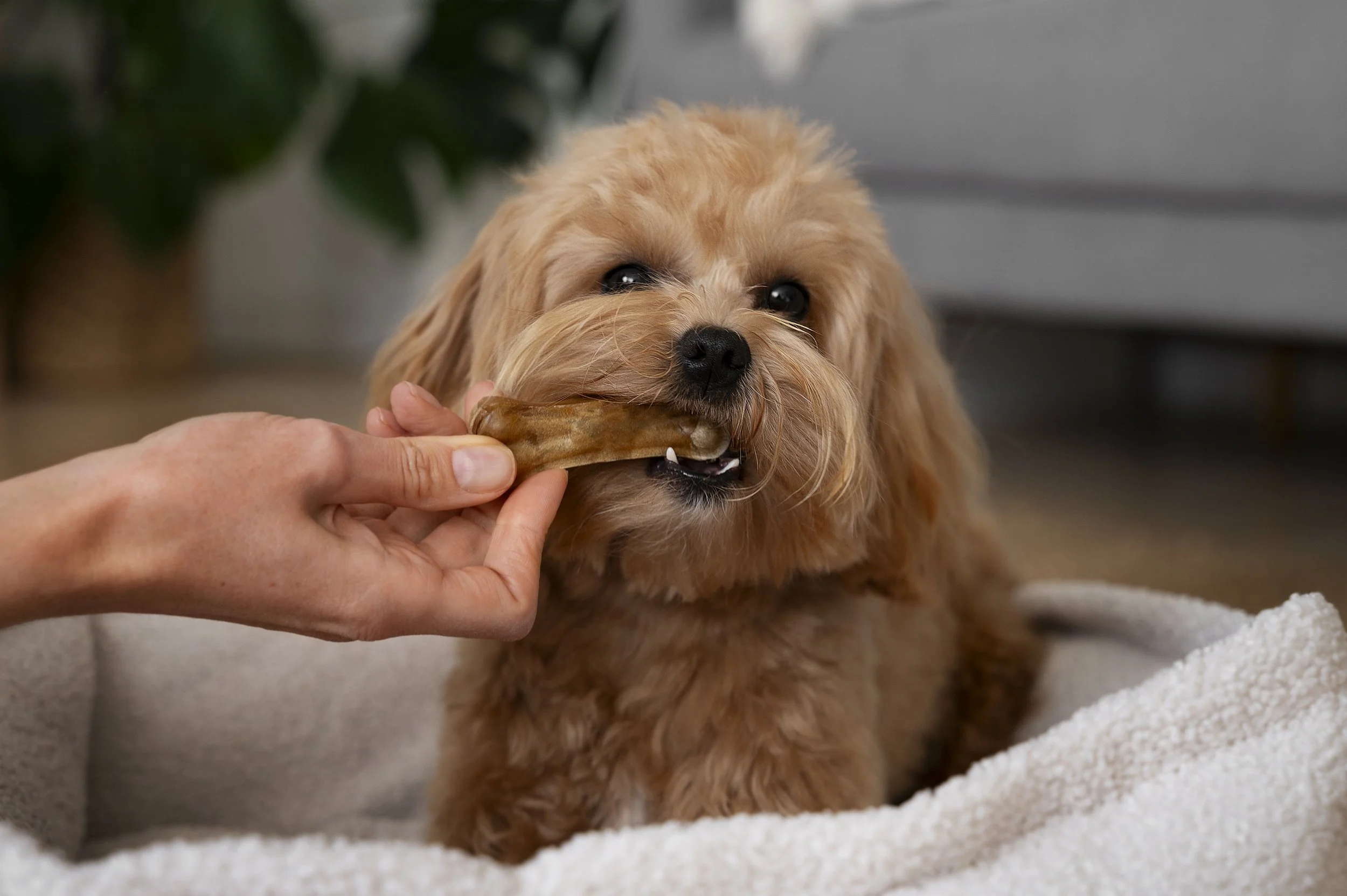 PetSmile means your pet can really enjoy her food for a long long time.jpg