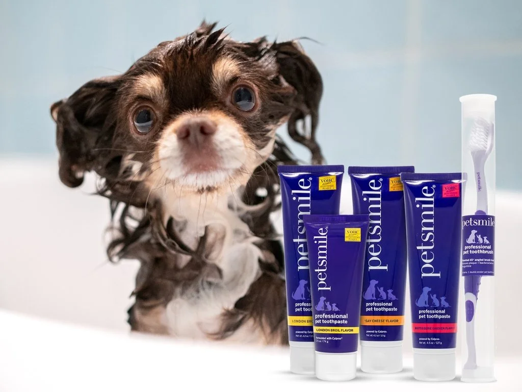 A small dog with wet curly brown and white fur in a bathtub with several tubes of Petsmile professional pet toothpaste and a toothbrush.