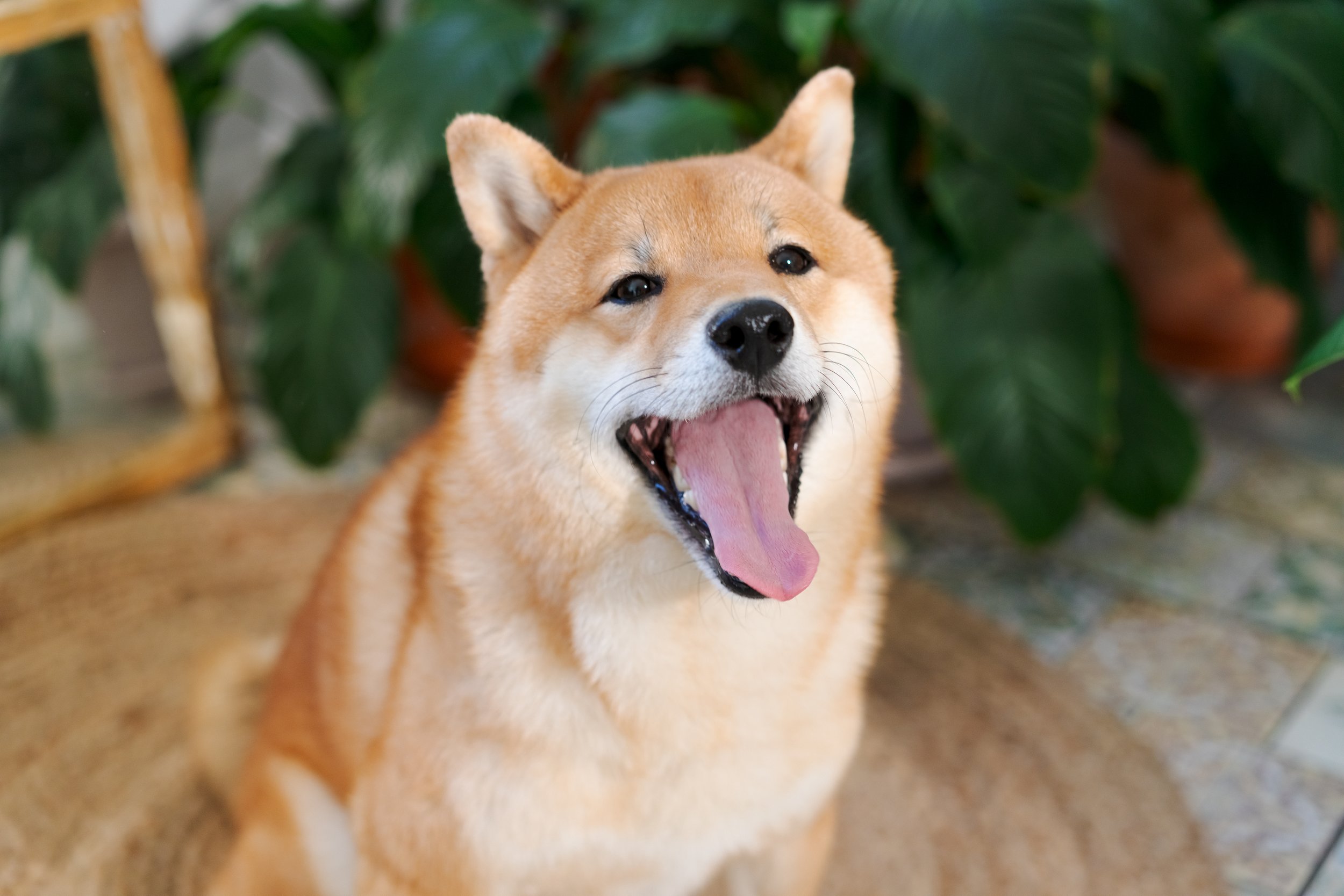 shiba Inu loves Lactovet.jpeg