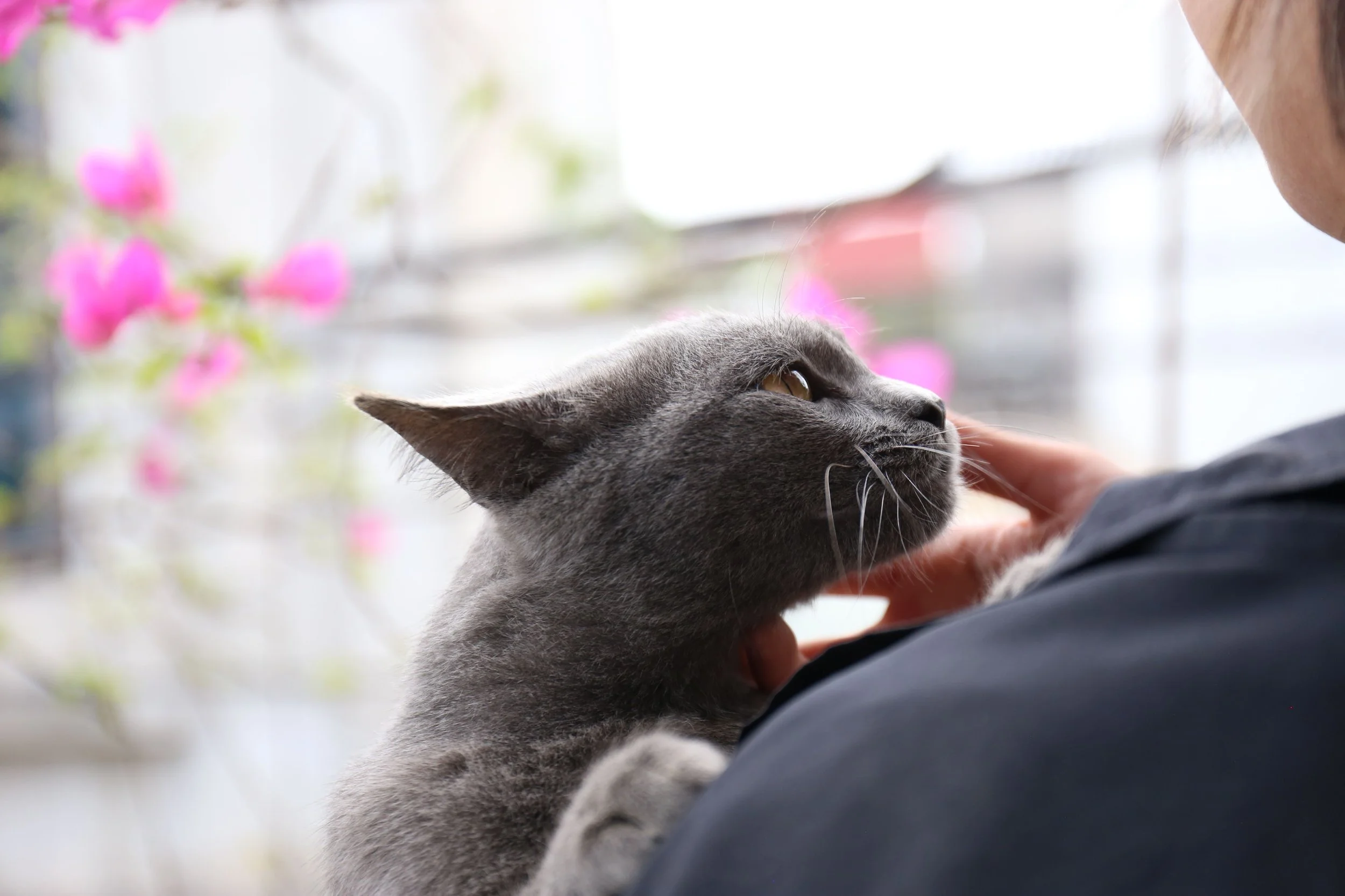 A gray cat being pet on the chin by a person's hand, with pink flowers and blurred background.