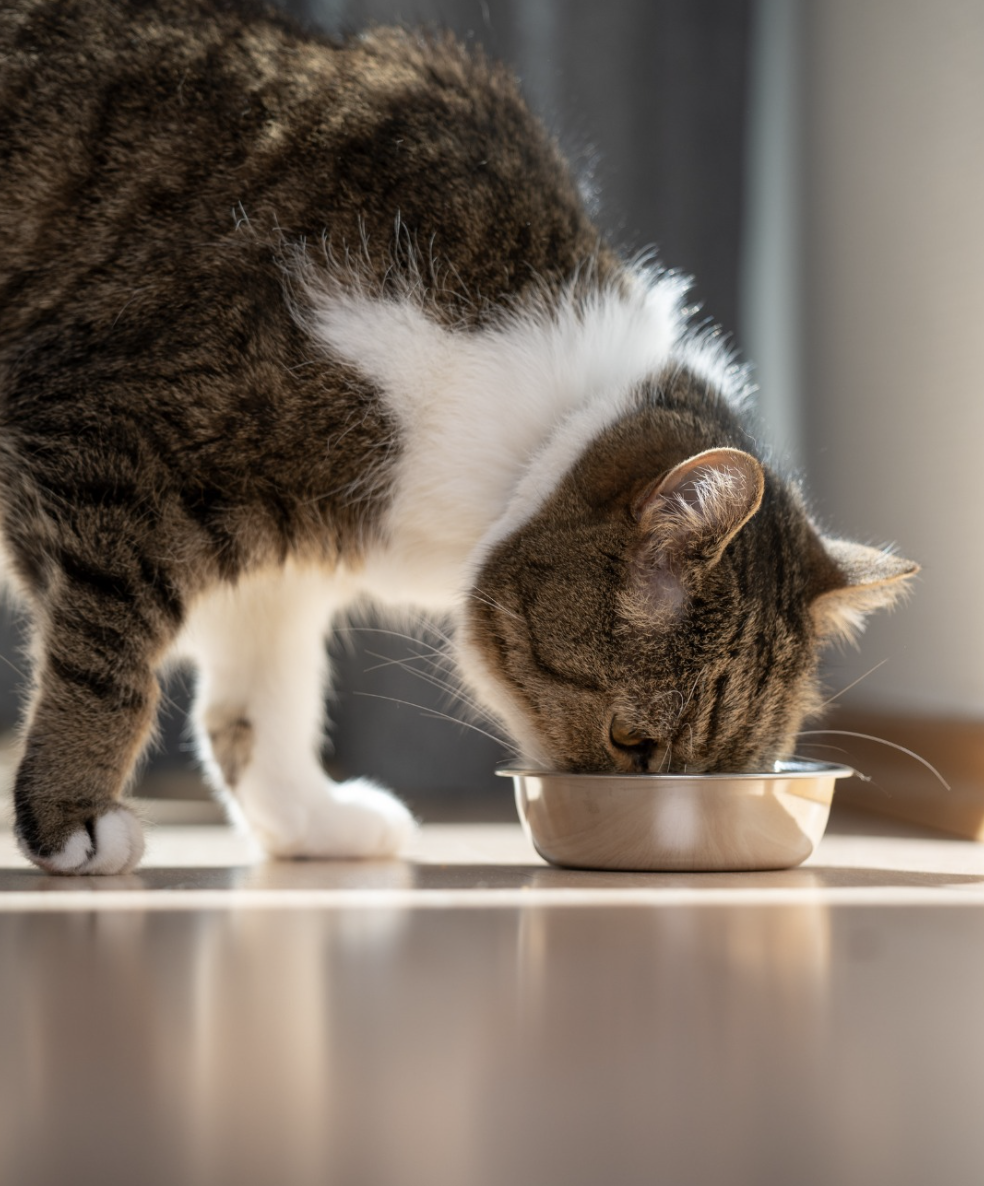 Cats Love EAC.png