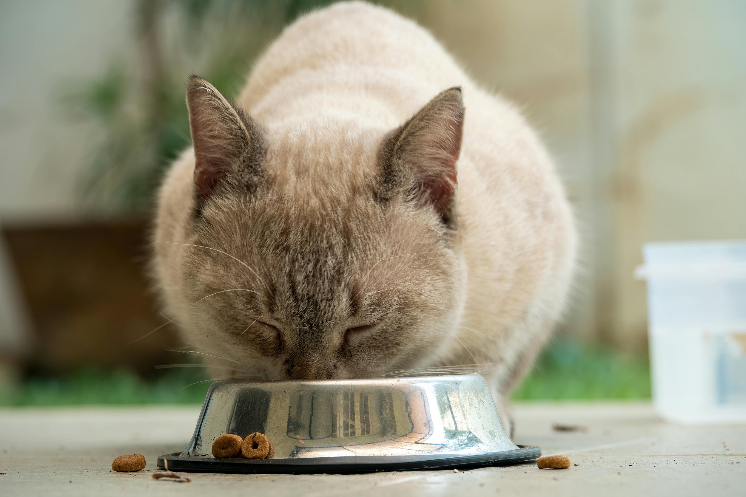 Cats Love Lactovet Probotics - Itch Less.jpg