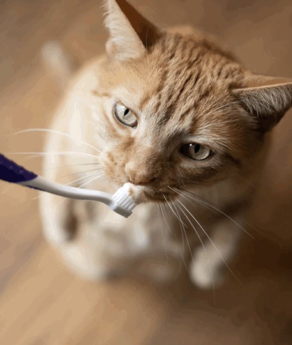 Even Cats love PetSmile.png