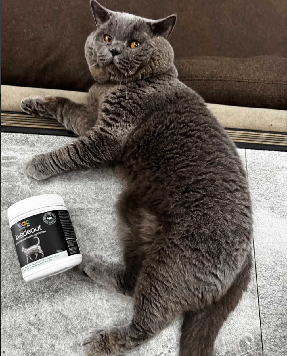 Yes, Cats Love EAC Inside Out.png