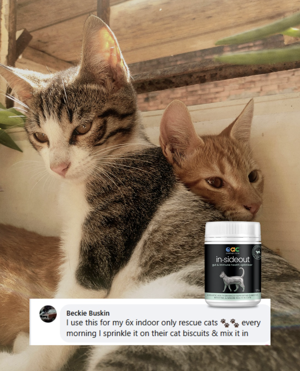 Ultimate Cat Gut Health Protection with EAC.png