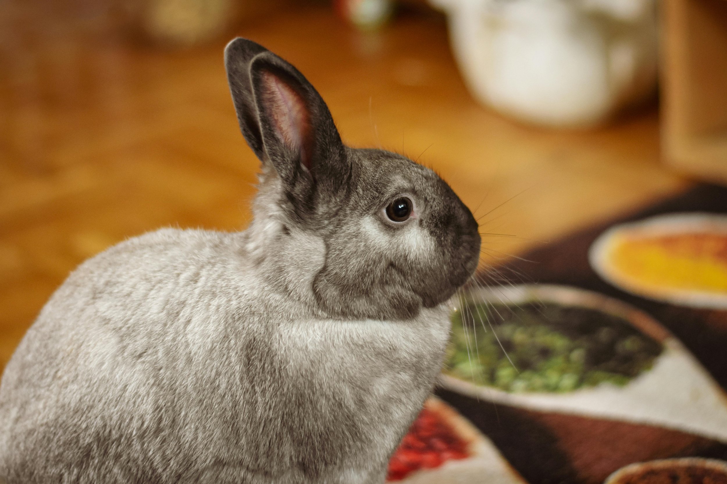 Lactovet suitable for pocket pets as well such as rabbits.jpg