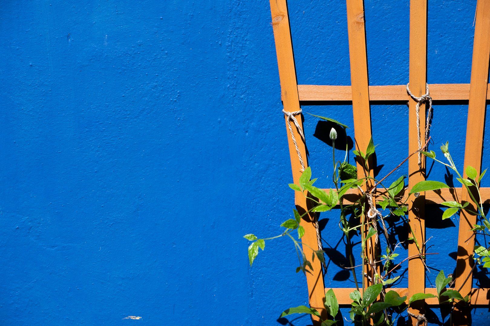 Orange garden trellis with green climbing plants against a bright blue wall.