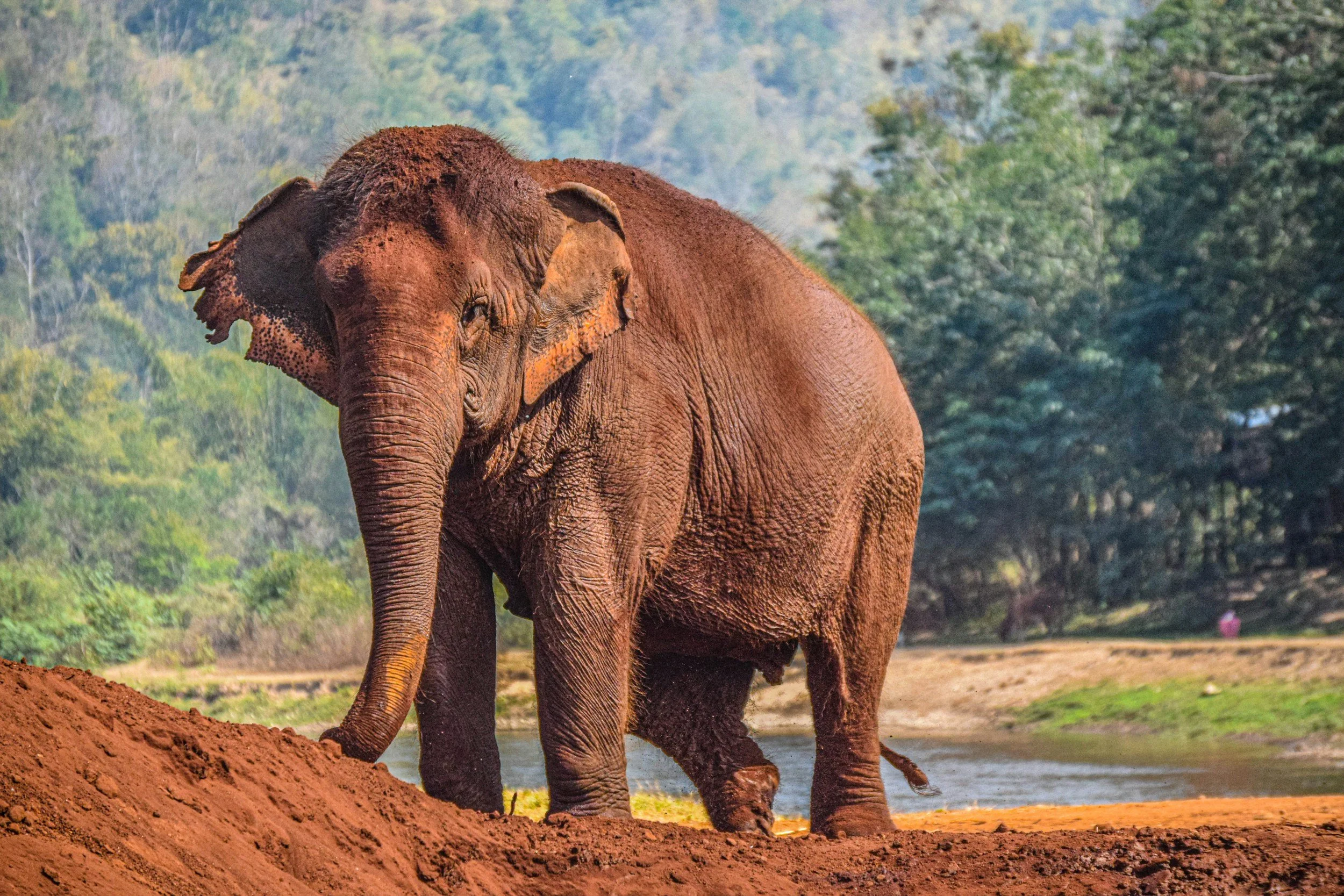 Asian elephant in Thailand
