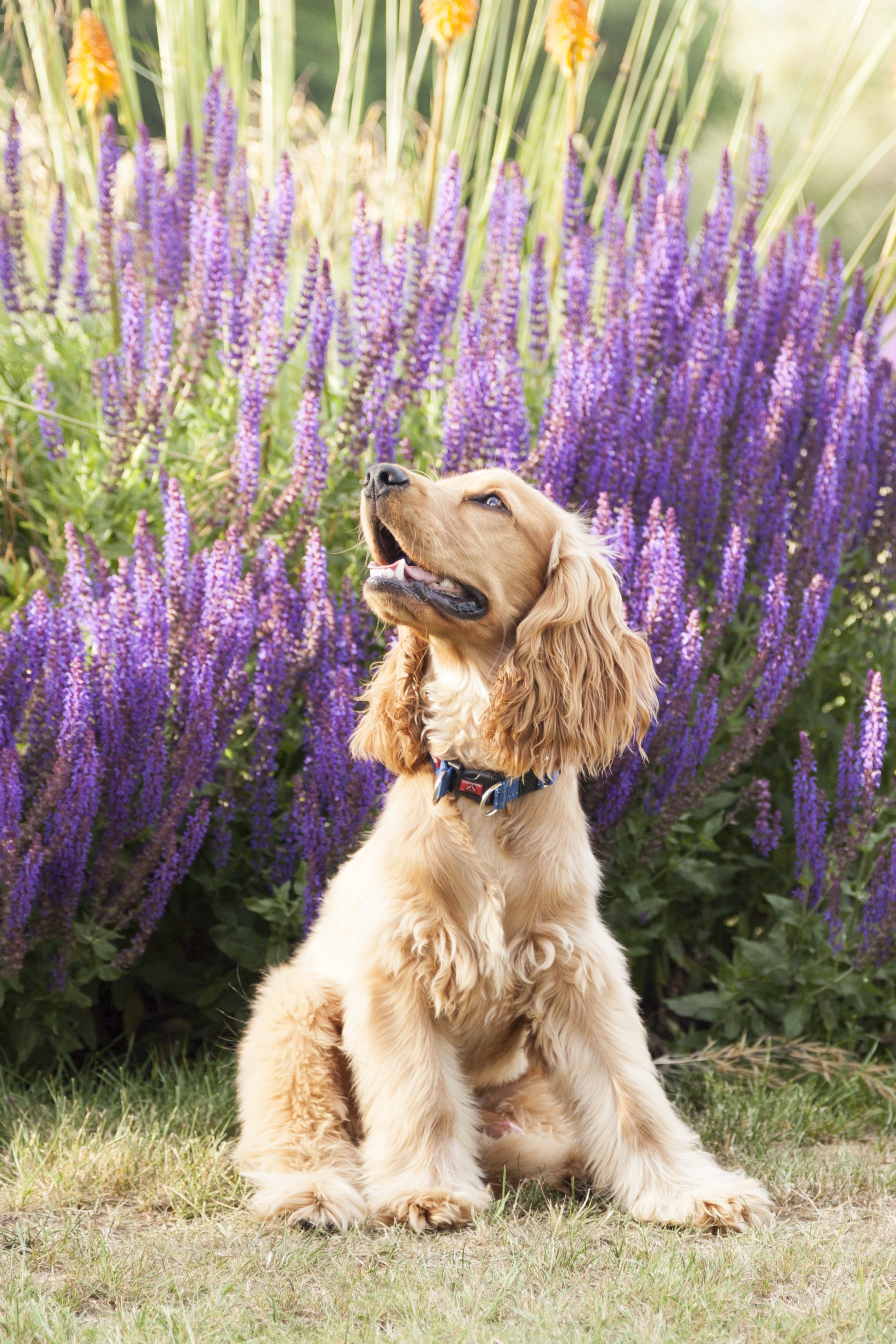 A golden Cocker Spaniel puppy sitting on grass in front of tall purple and yellow flowers, with a green blurred background and gentle sunlight.