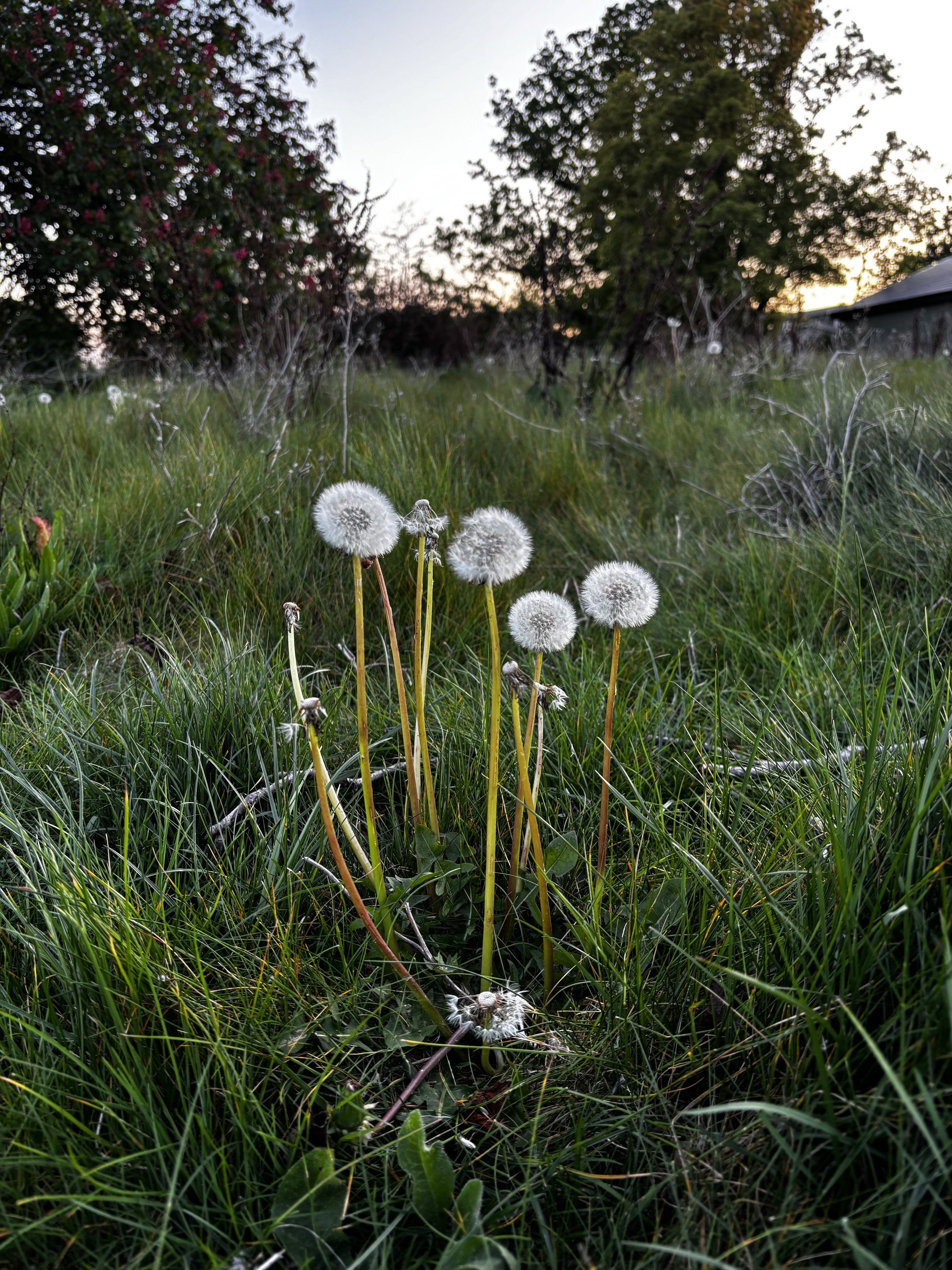 The beauty of dandelion clocks caught in early evening light