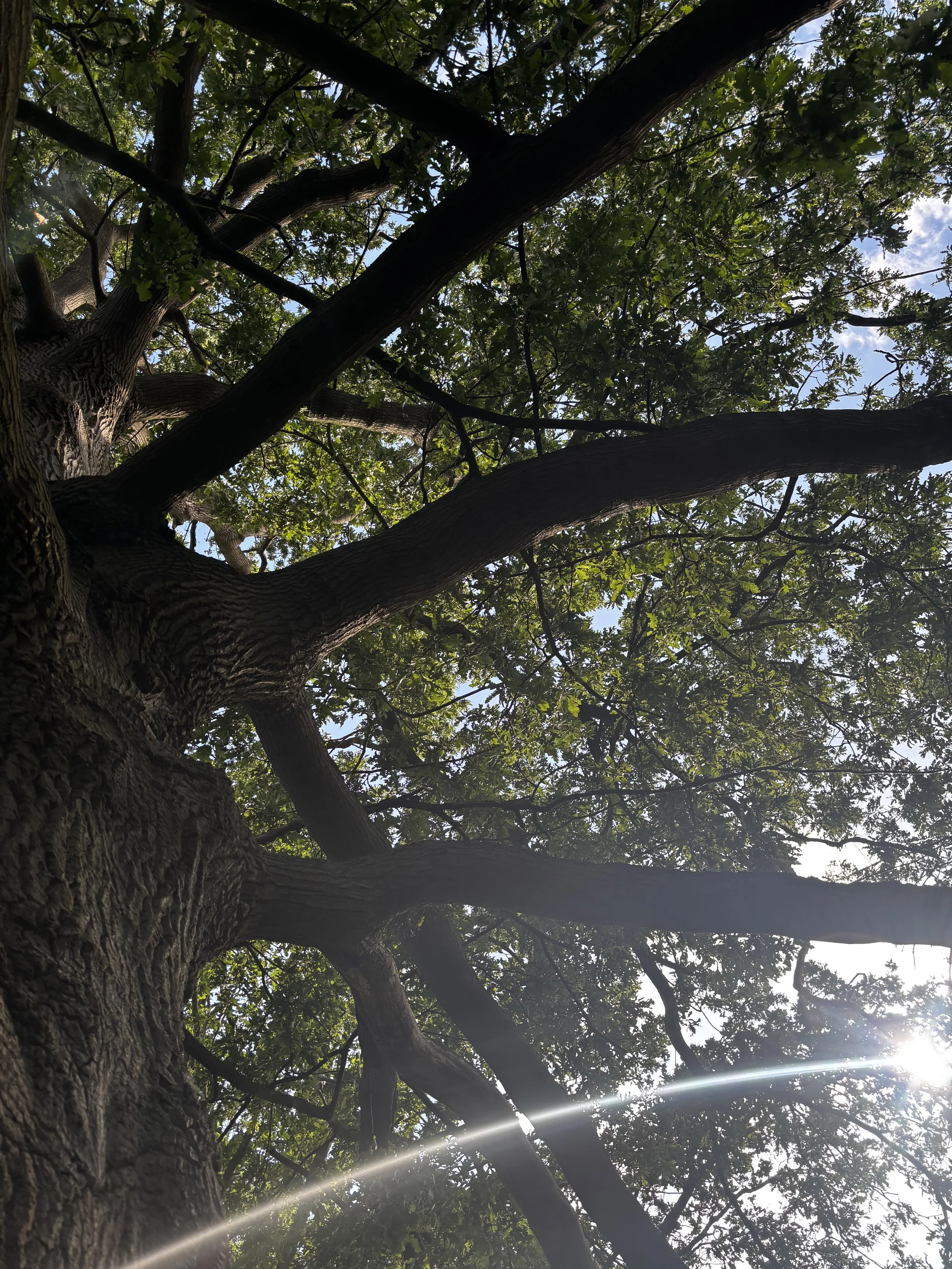 An oak tree, photographed from beneath in late Spring. Its branches spreading from the trunk with leaves highlighted against a blue sky