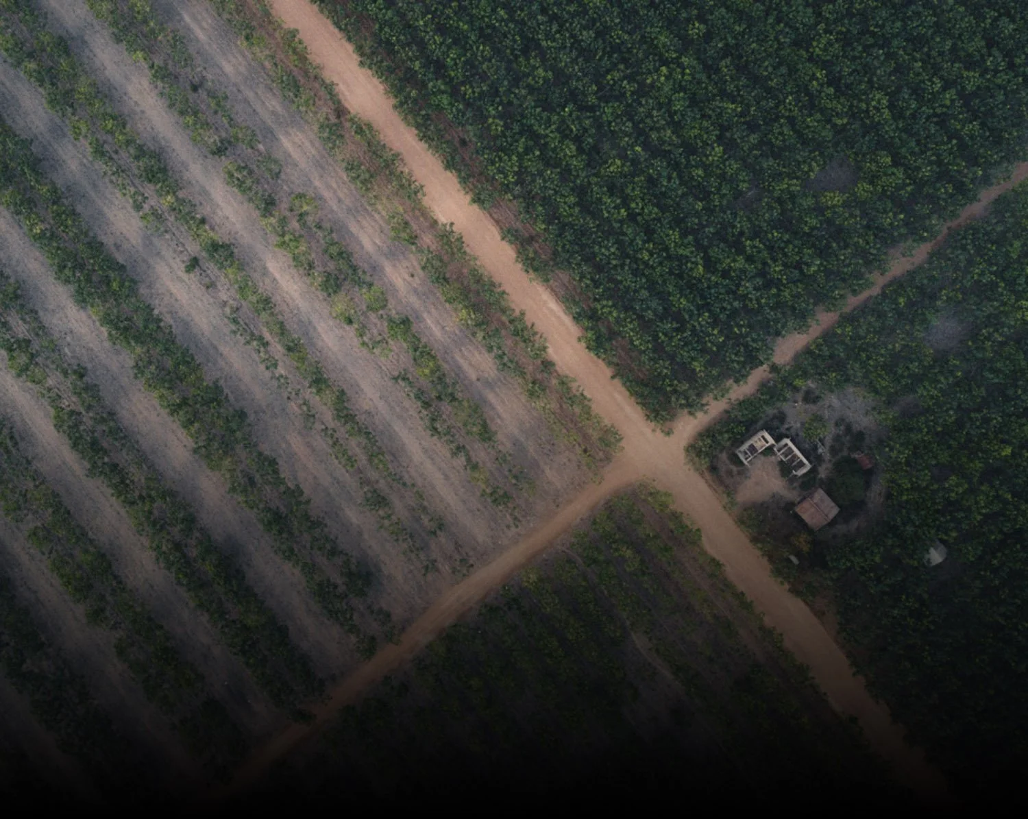 An aerial view of a farm with organized rows of crops, dirt paths, and a small building surrounded by trees.