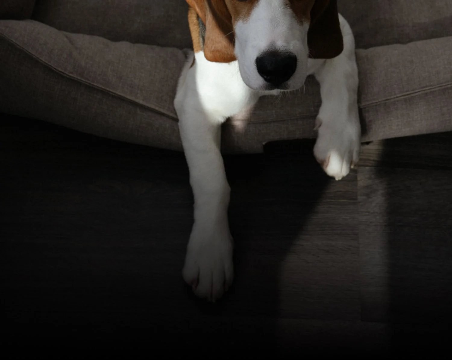 A close-up of a young dog with white and brown fur peeking over the edge of a gray couch, with one paw extended onto a dark wooden floor.