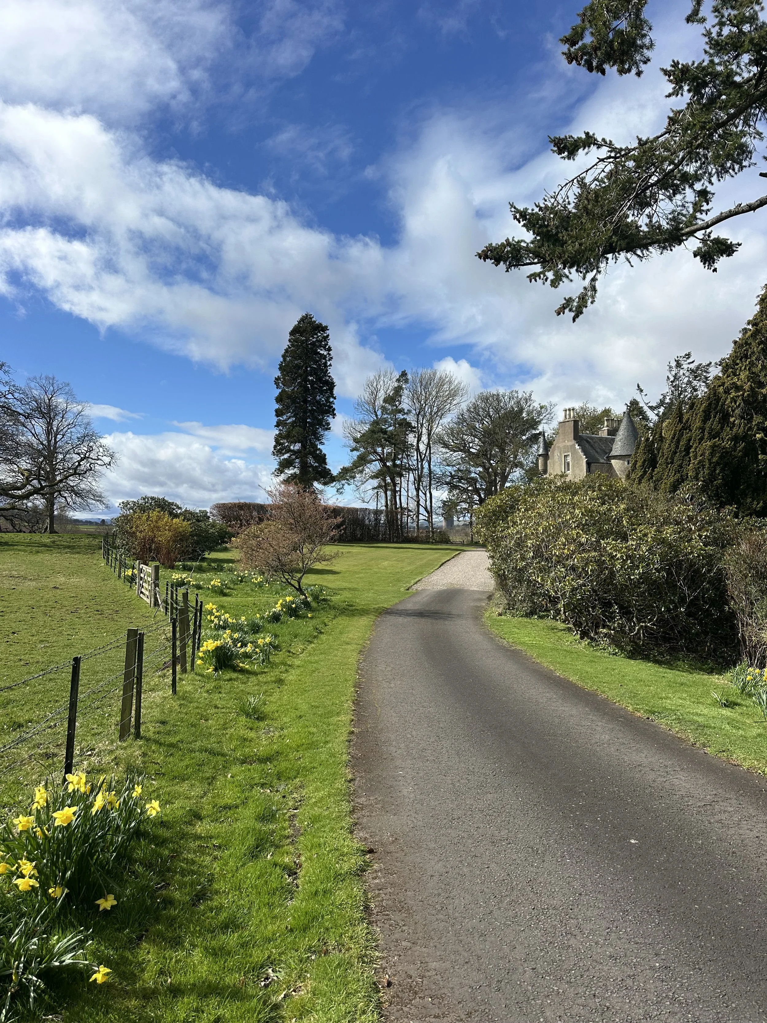 A paved pathway in a lush green park with daffodils along the fence on the left. Tall trees with sparse branches surround the area. In the background, there is a large house with towers, partly obscured by bushes, under a partly cloudy blue sky.