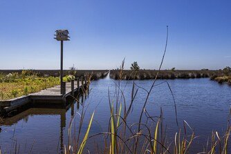 A small dock extending over a body of water with a tower light at the end, surrounded by reeds and trees under a clear blue sky.