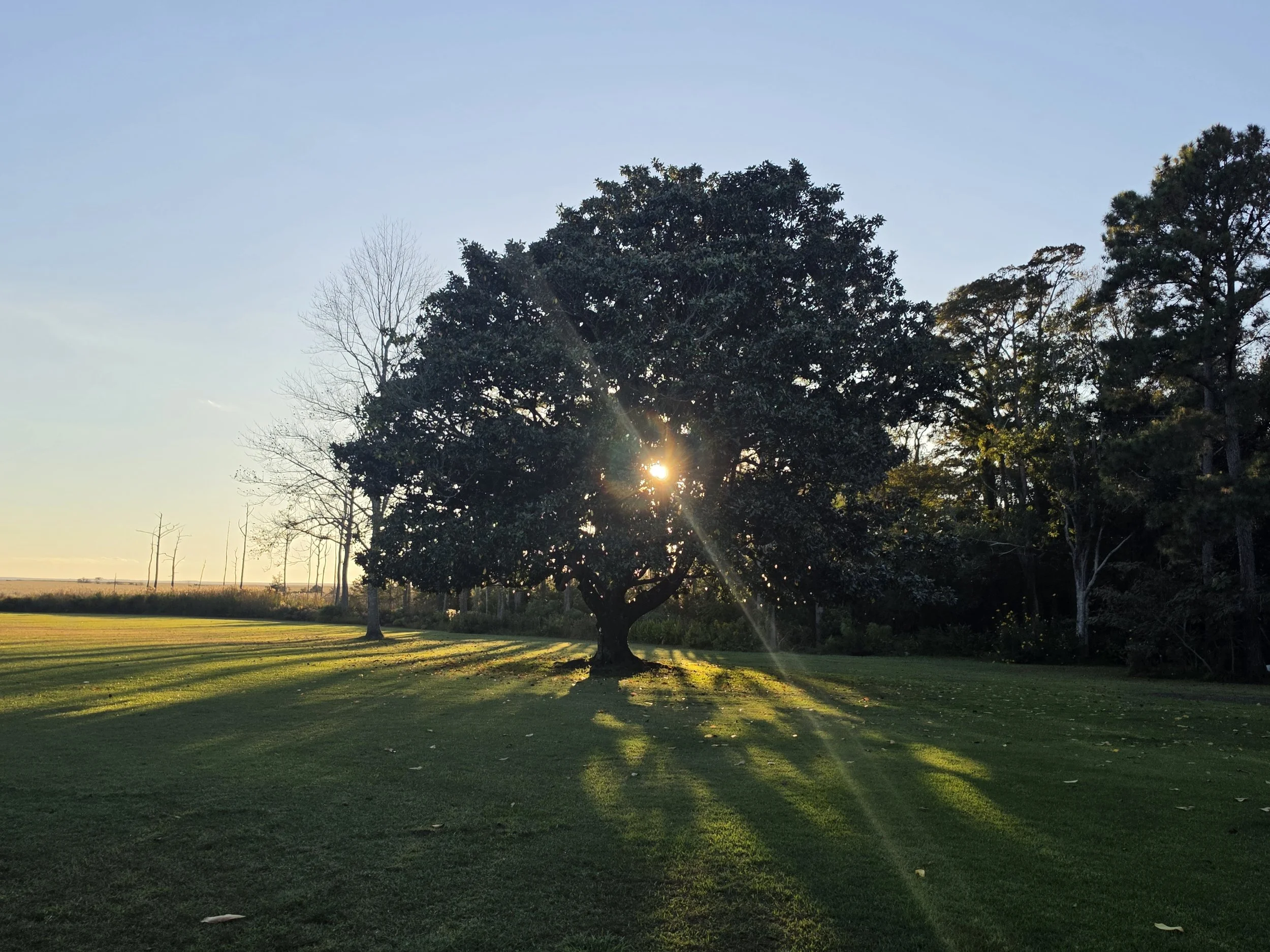The Grand Magnolia Tree