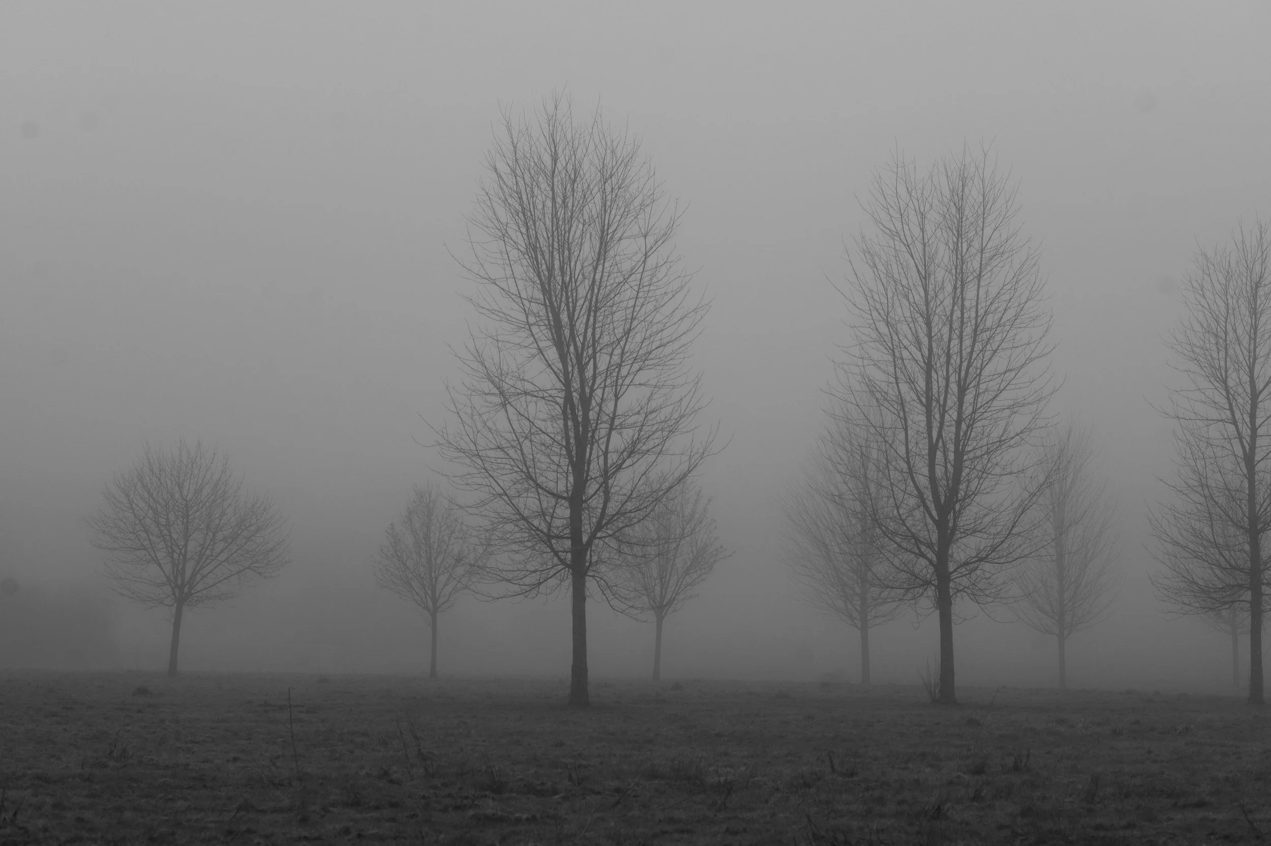Arbres dénudés dans un paysage brumeux, ambiance sombre et mystérieuse.