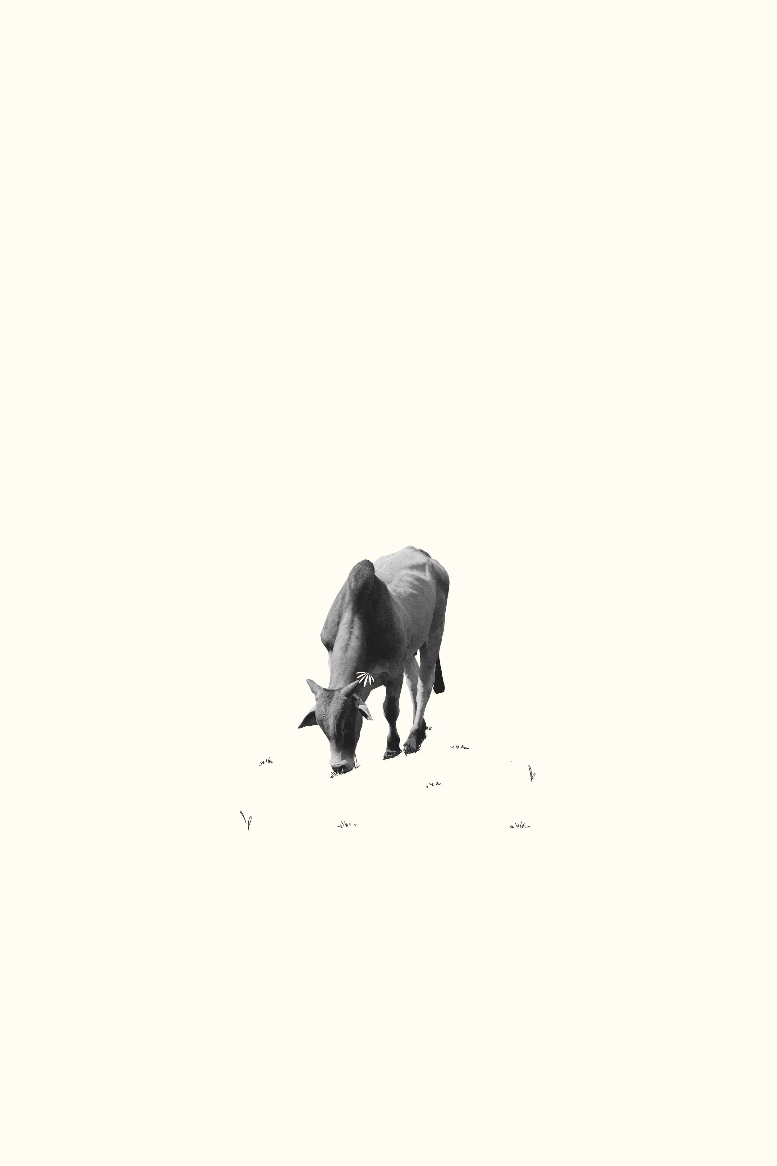 Ilustração de uma vaca preto e branco pastando na grama, com fundo branco e minimalista.