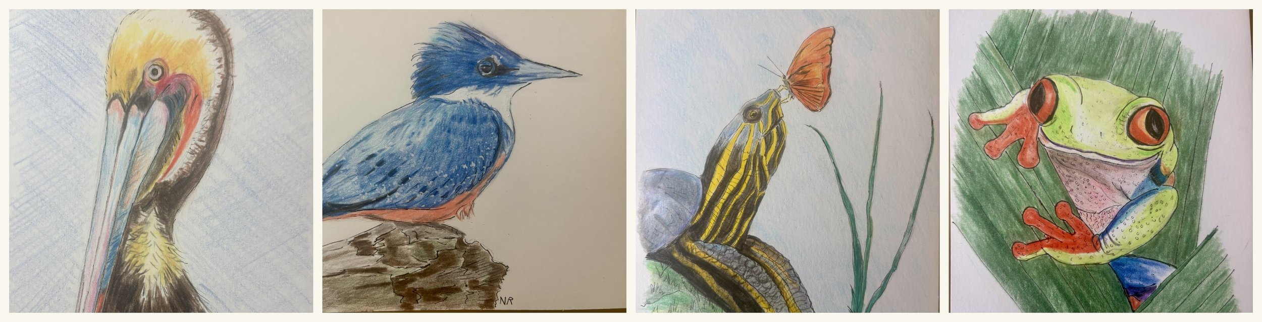 Collection of four watercolor drawings of animals: a pelican, a kingfisher, a butterfly perched on a plant, and a frog on a leaf.