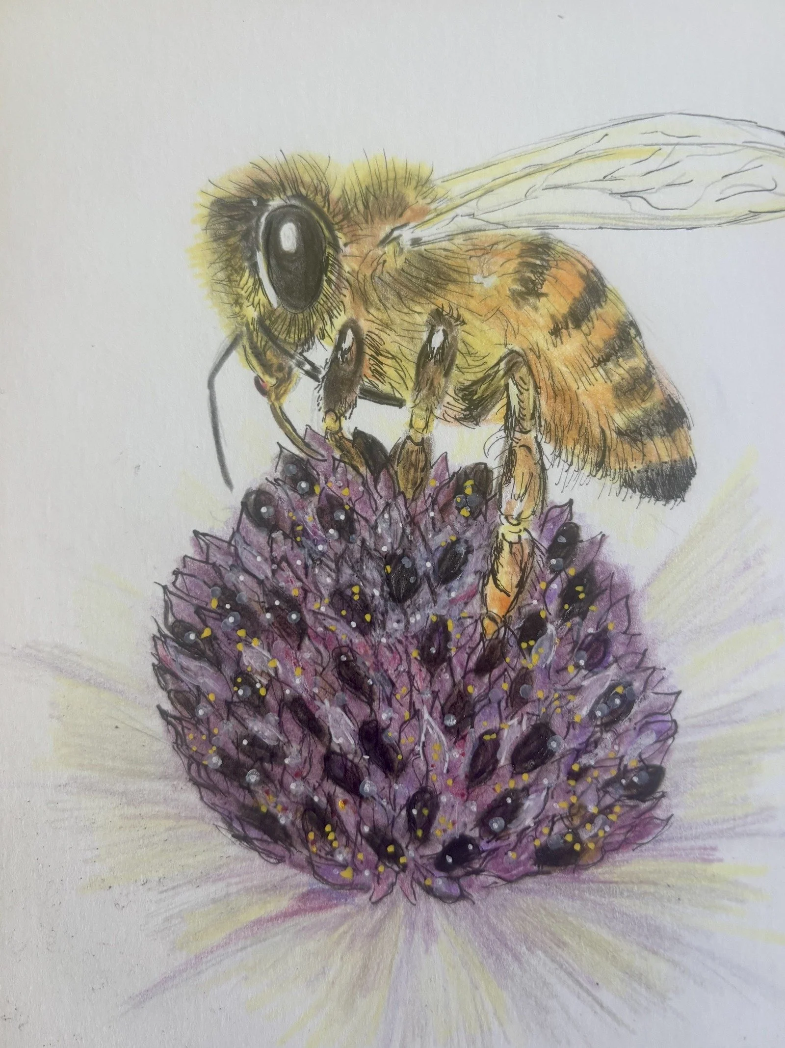 A detailed colored pencil drawing of a bee on a purple flower with yellow accents.