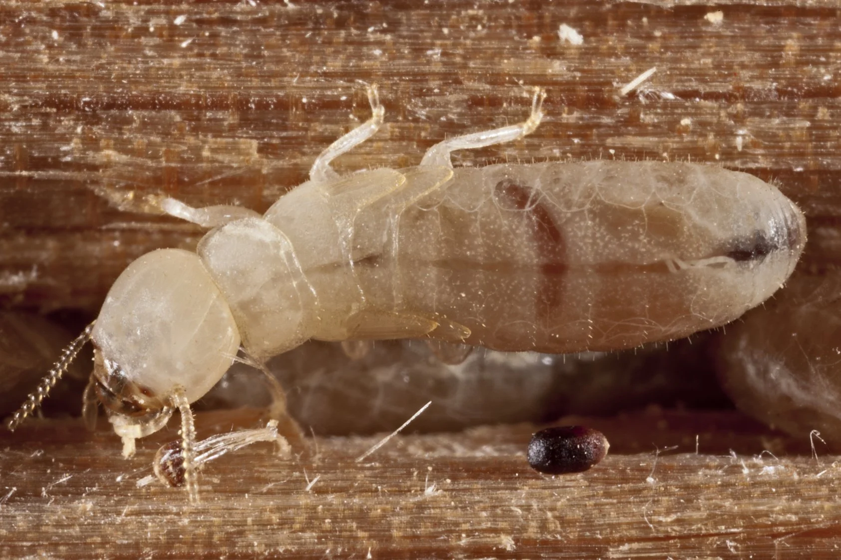 Termite Inspection