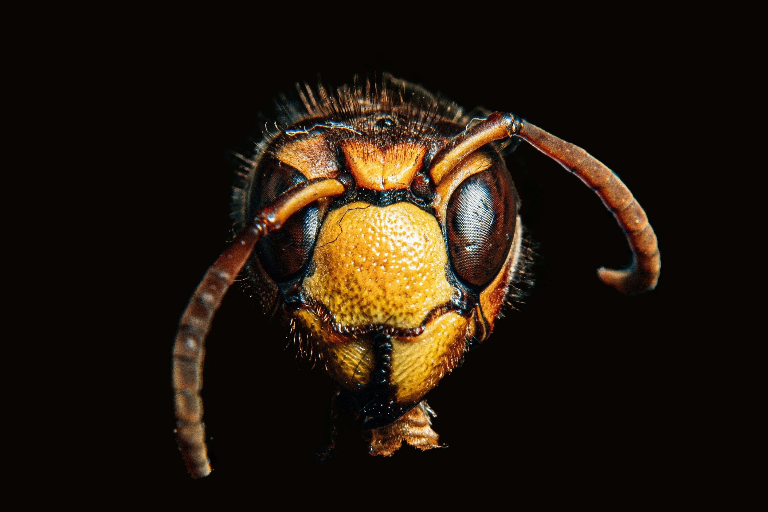 A close-up of a wasp's head showing its compound eyes, antennae, and mandibles against a black background.
