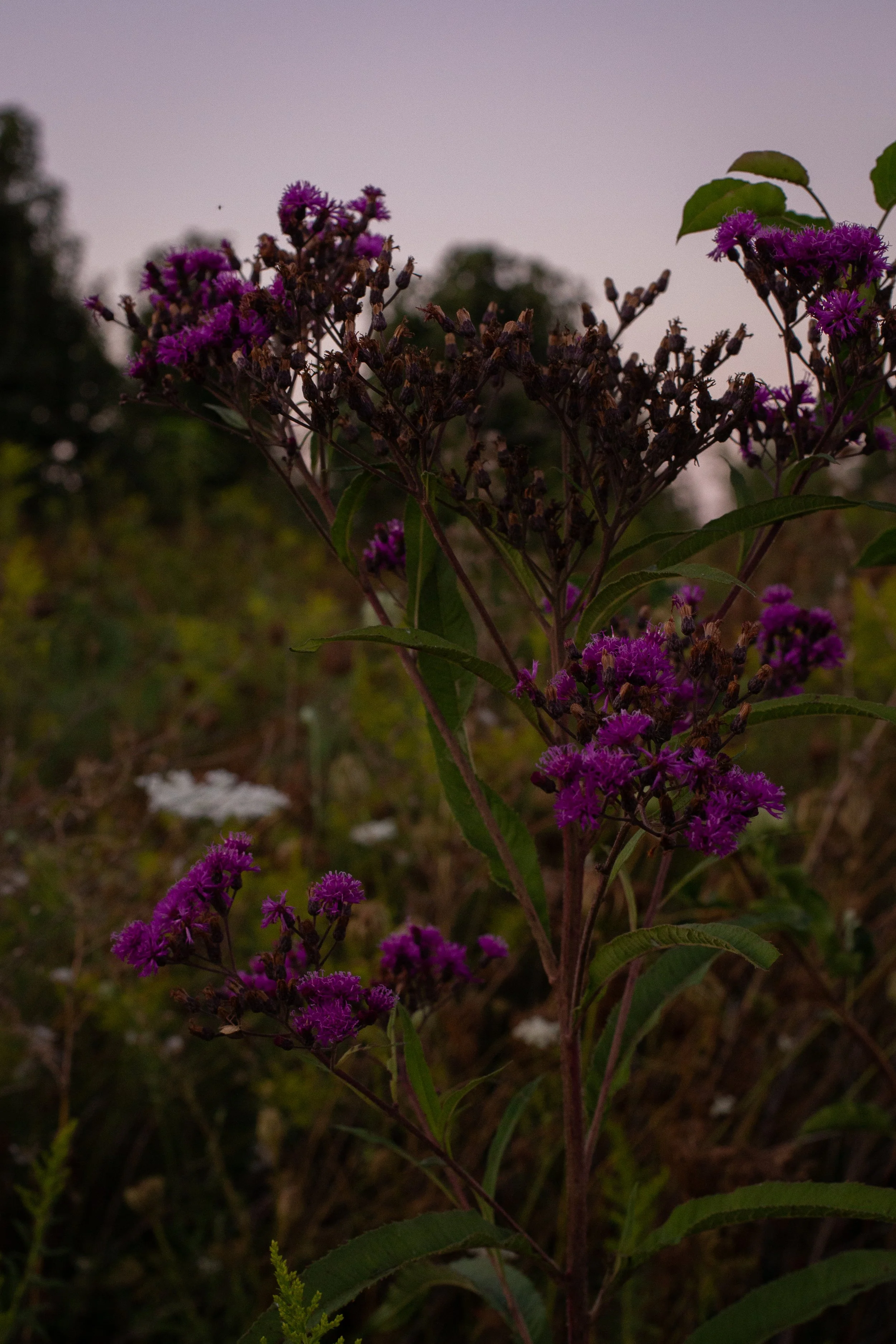 A tall plant with clusters of vibrant purple flowers and green leaves, set against a dusky sky.