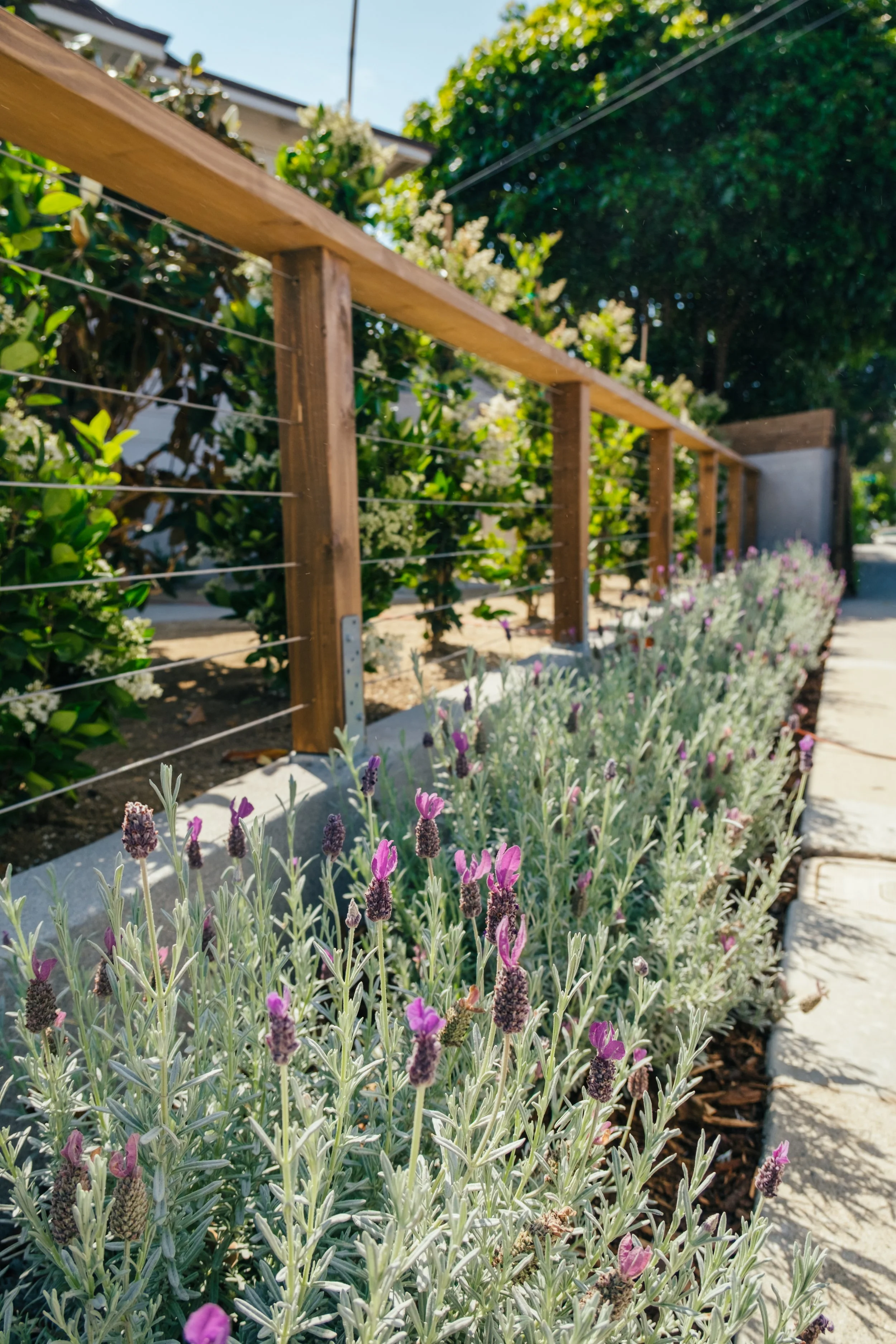 Lavender garden planting alongside wood and cable garden fence