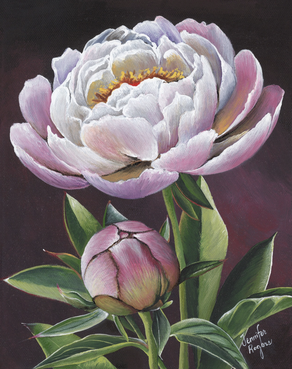 Peony - November Flower