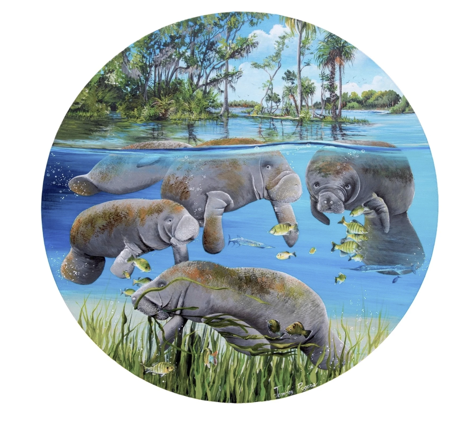 Manatee Bubbles
