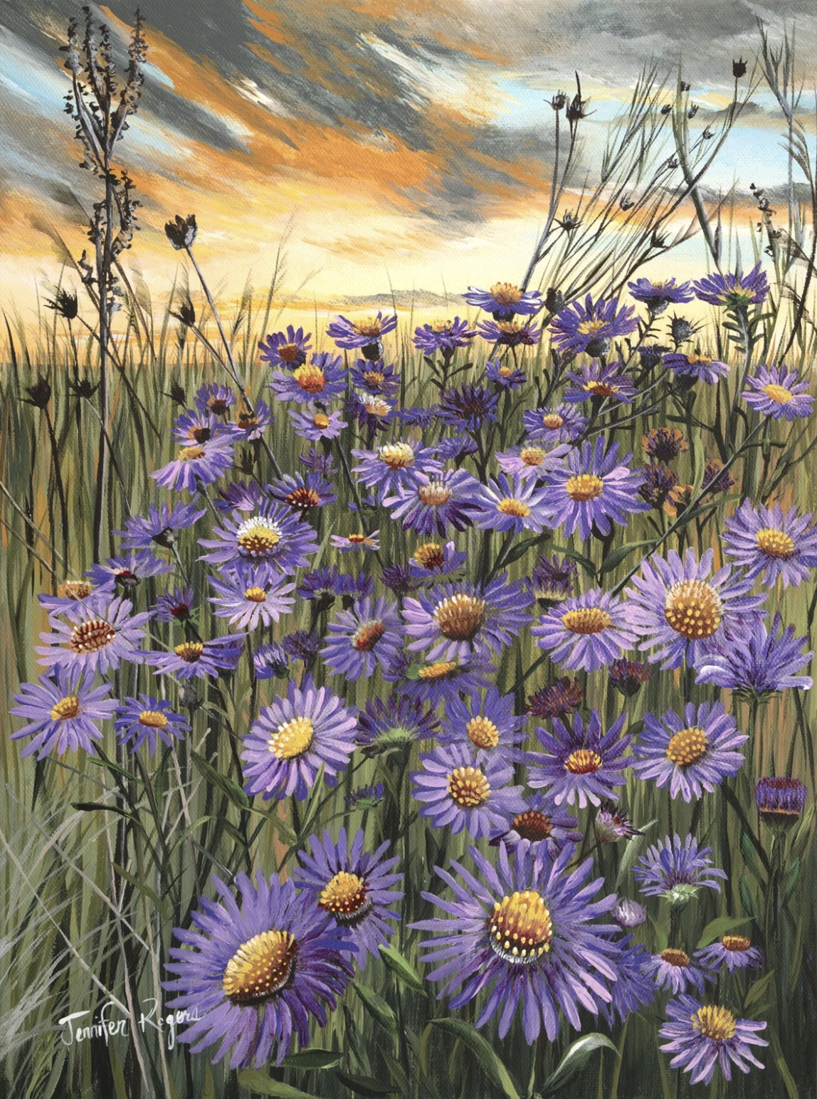 Field of Aster - September  Flower