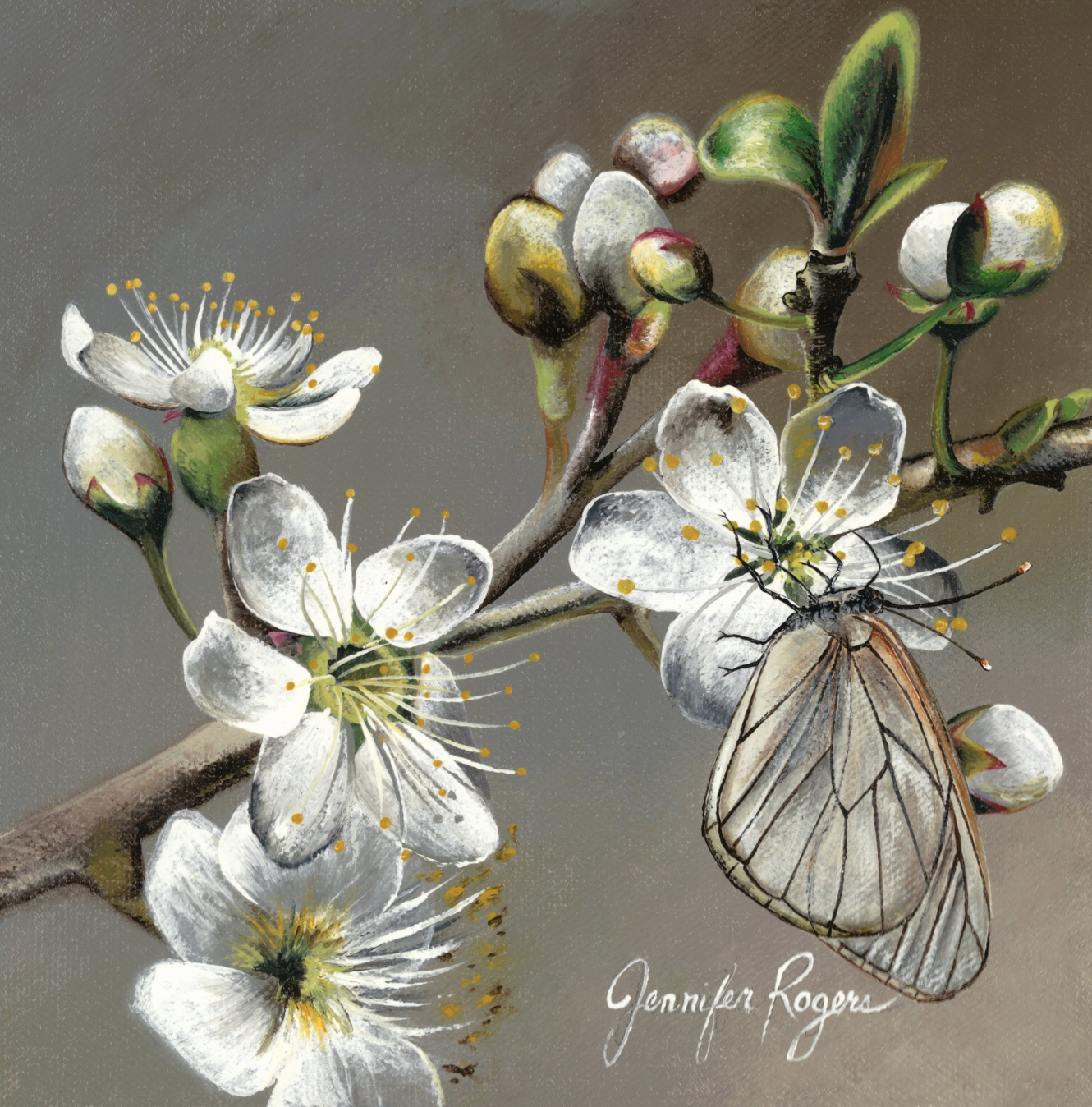 Hawthorn - May Flower
