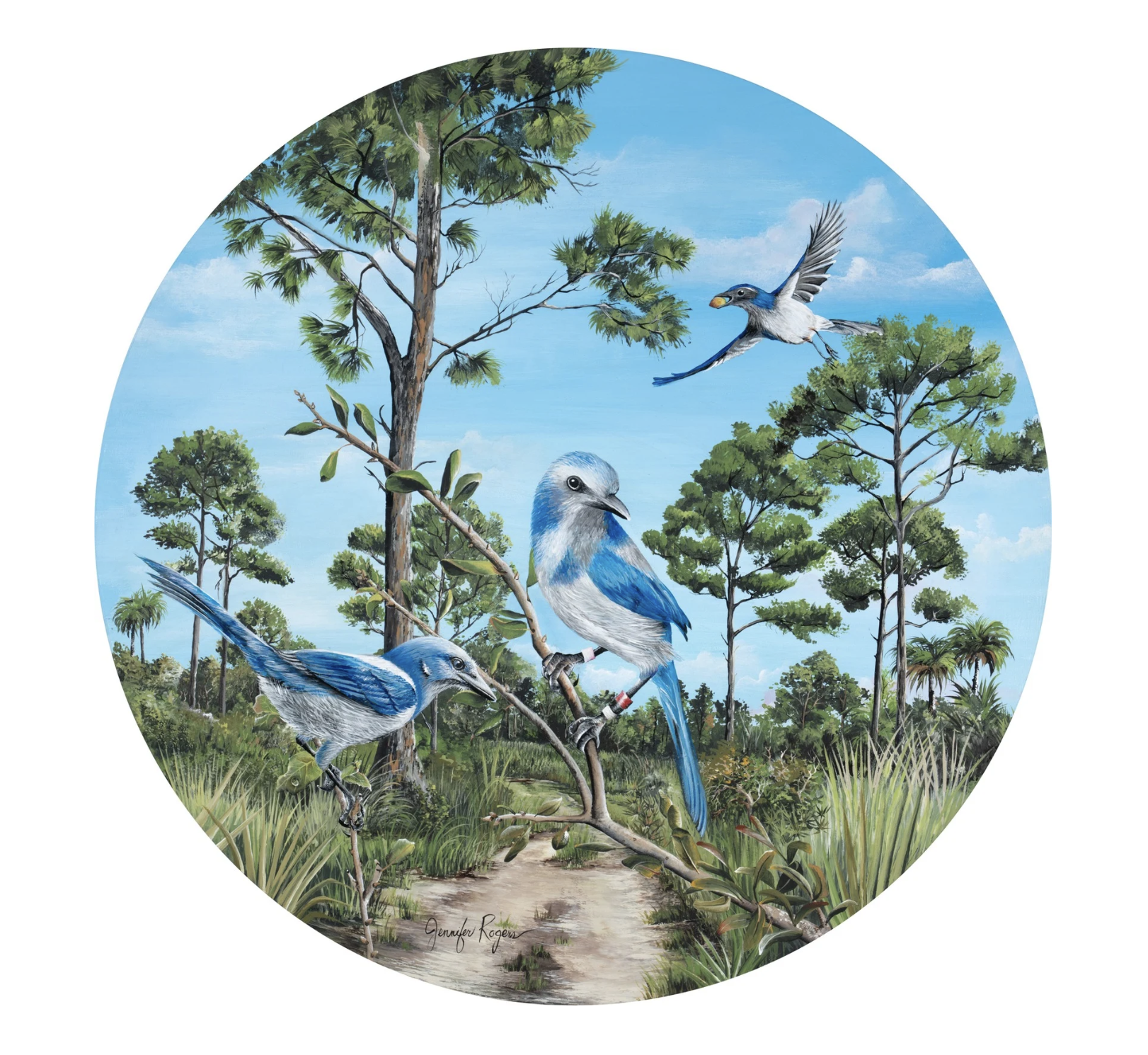 Florida Scrub Jay Habitat