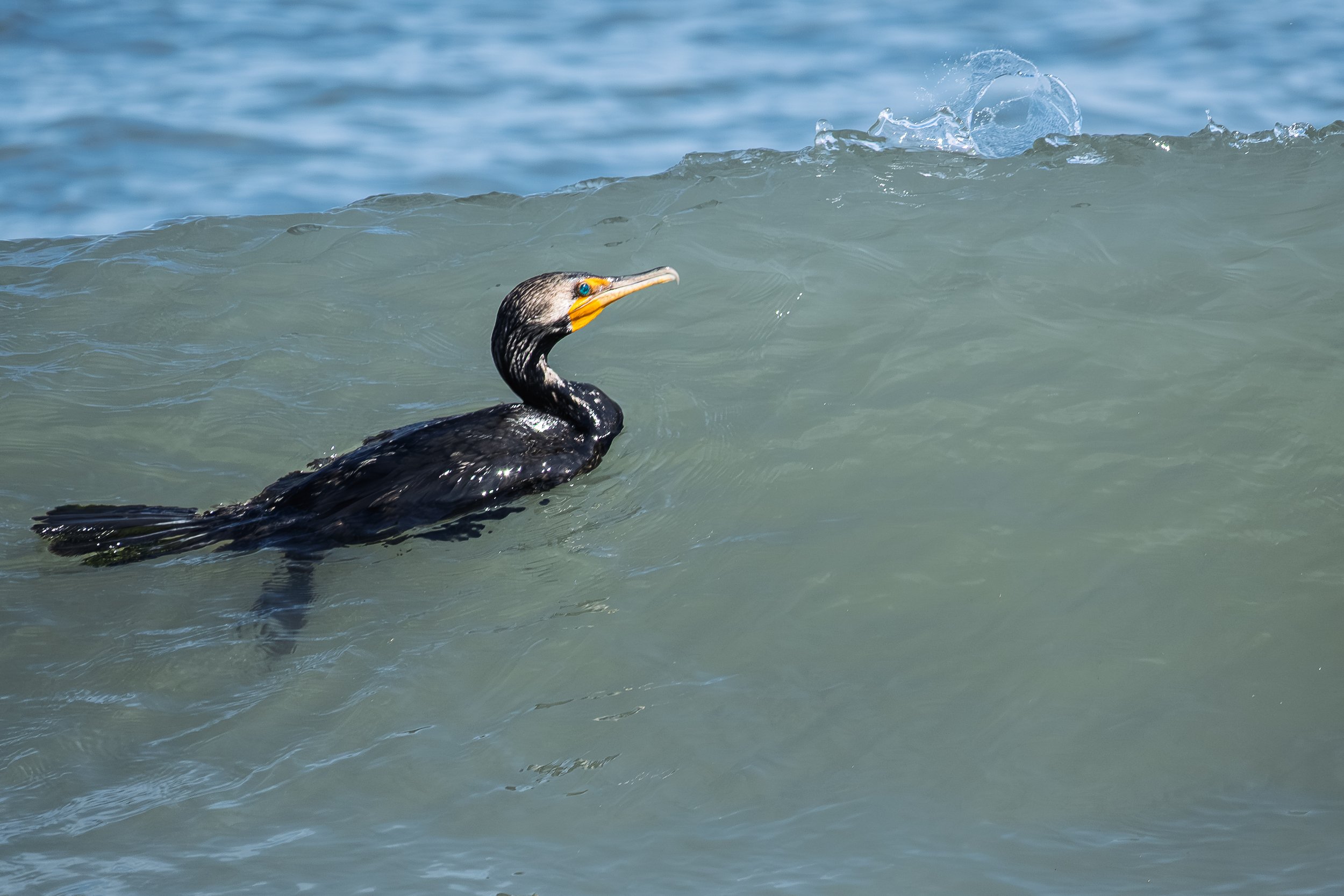 Cormorant surfing in the waves looking for a snack