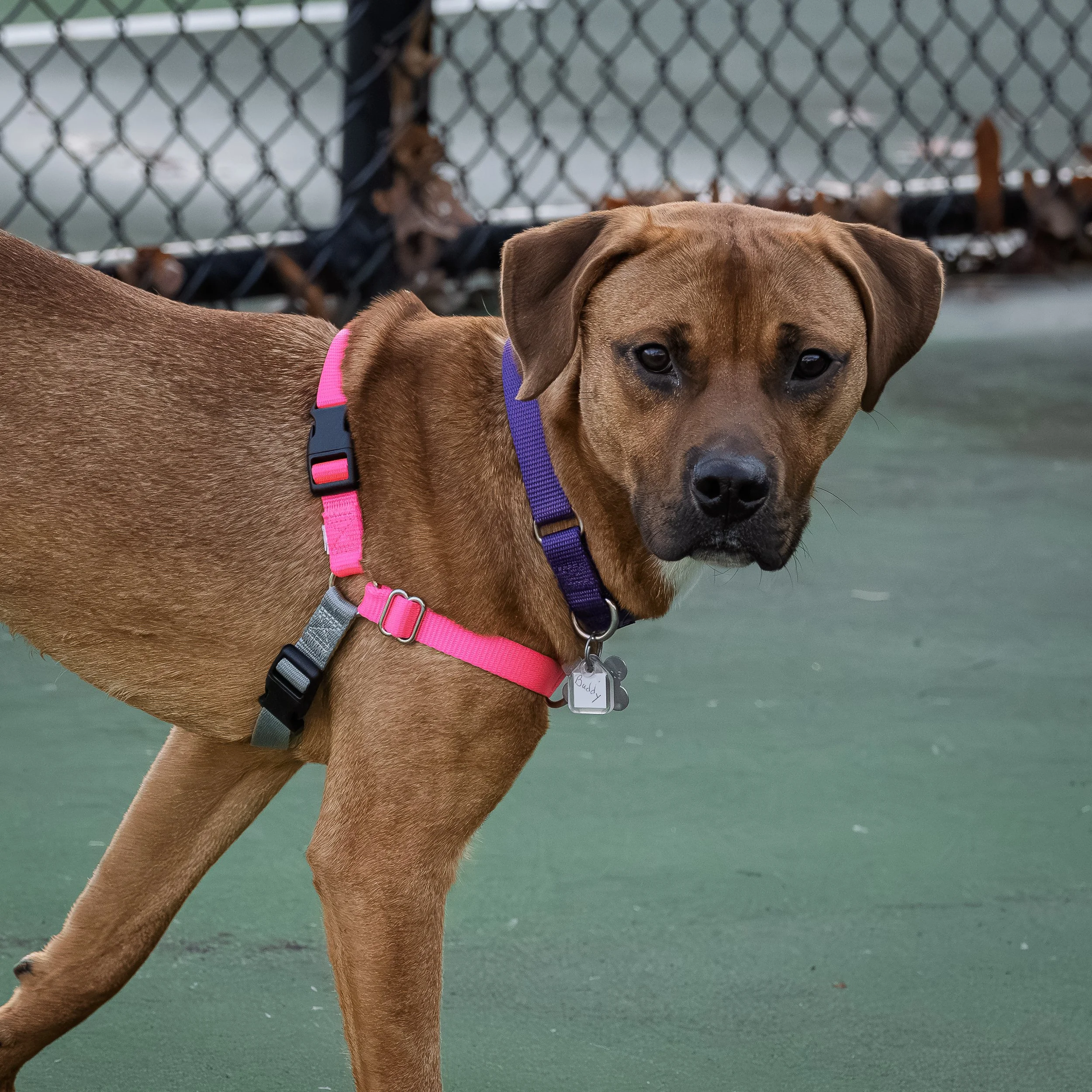 A close-up of a brown dog wearing a purple collar with a name tag that says 'Buddy' at a dog park with a chain-link fence in the background.