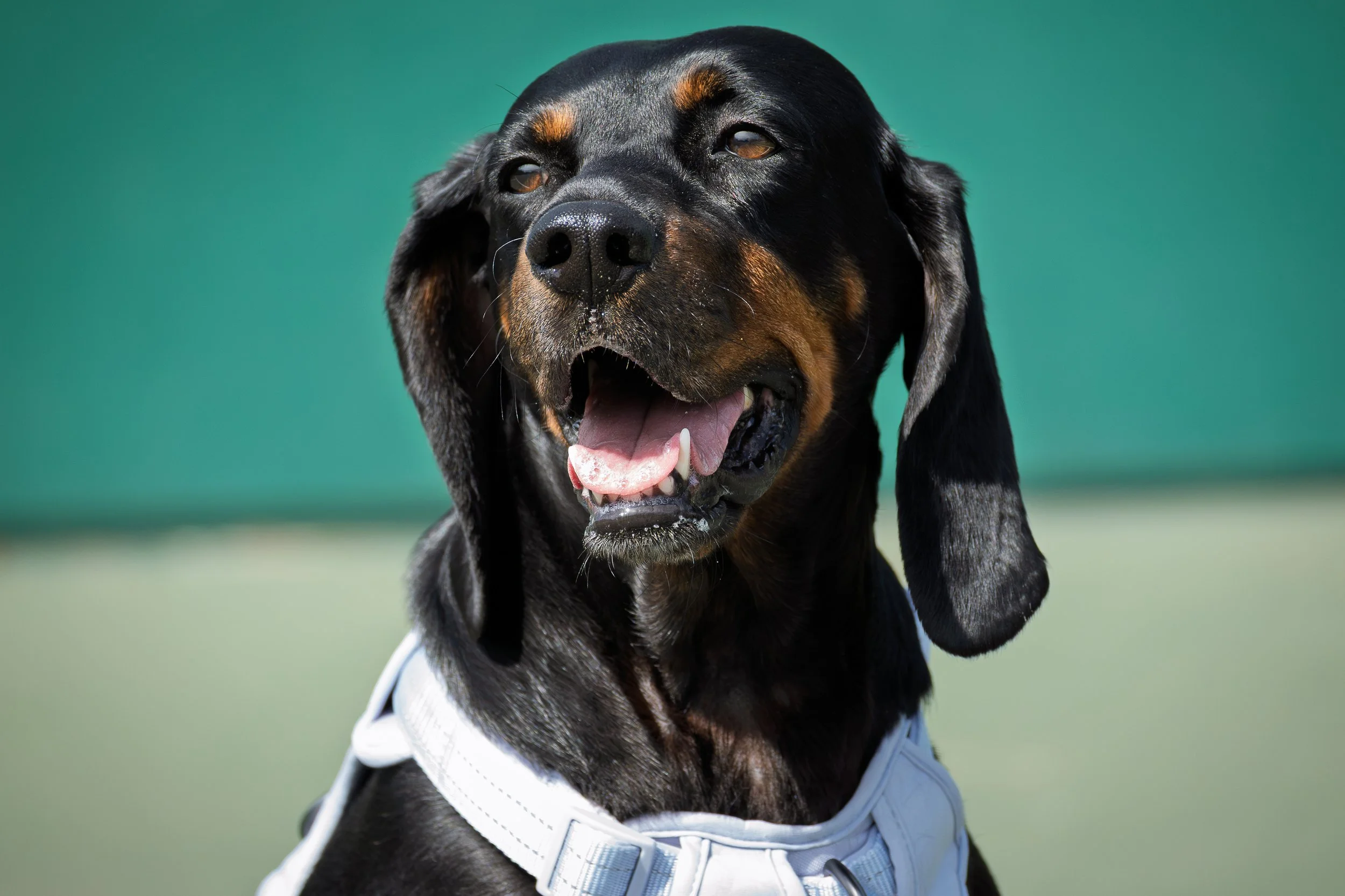 Close-up of a black and tan Coonhound dog. The dog is outdoors on a green background and appears happy with her mouth open and tongue out.