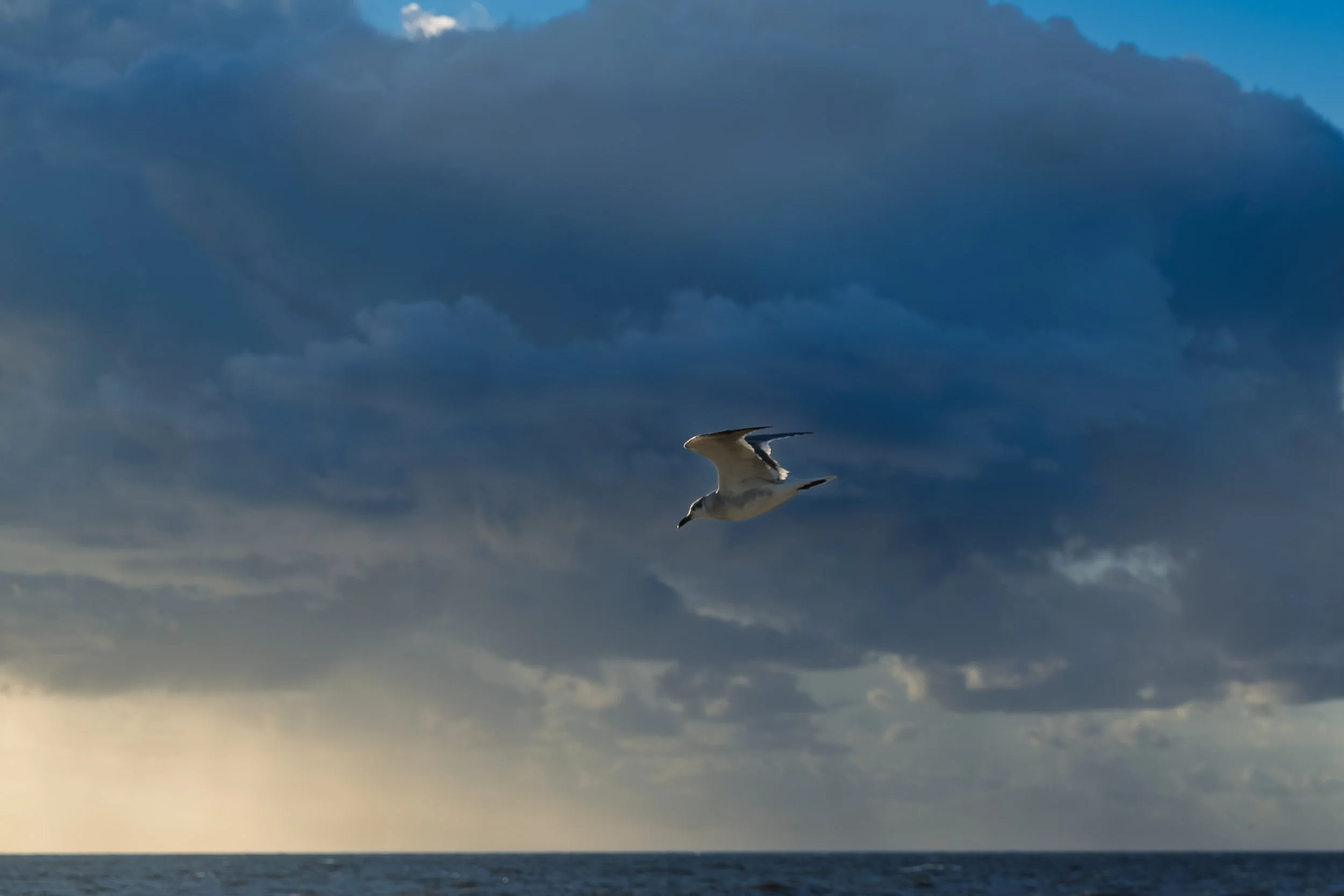 And gulls