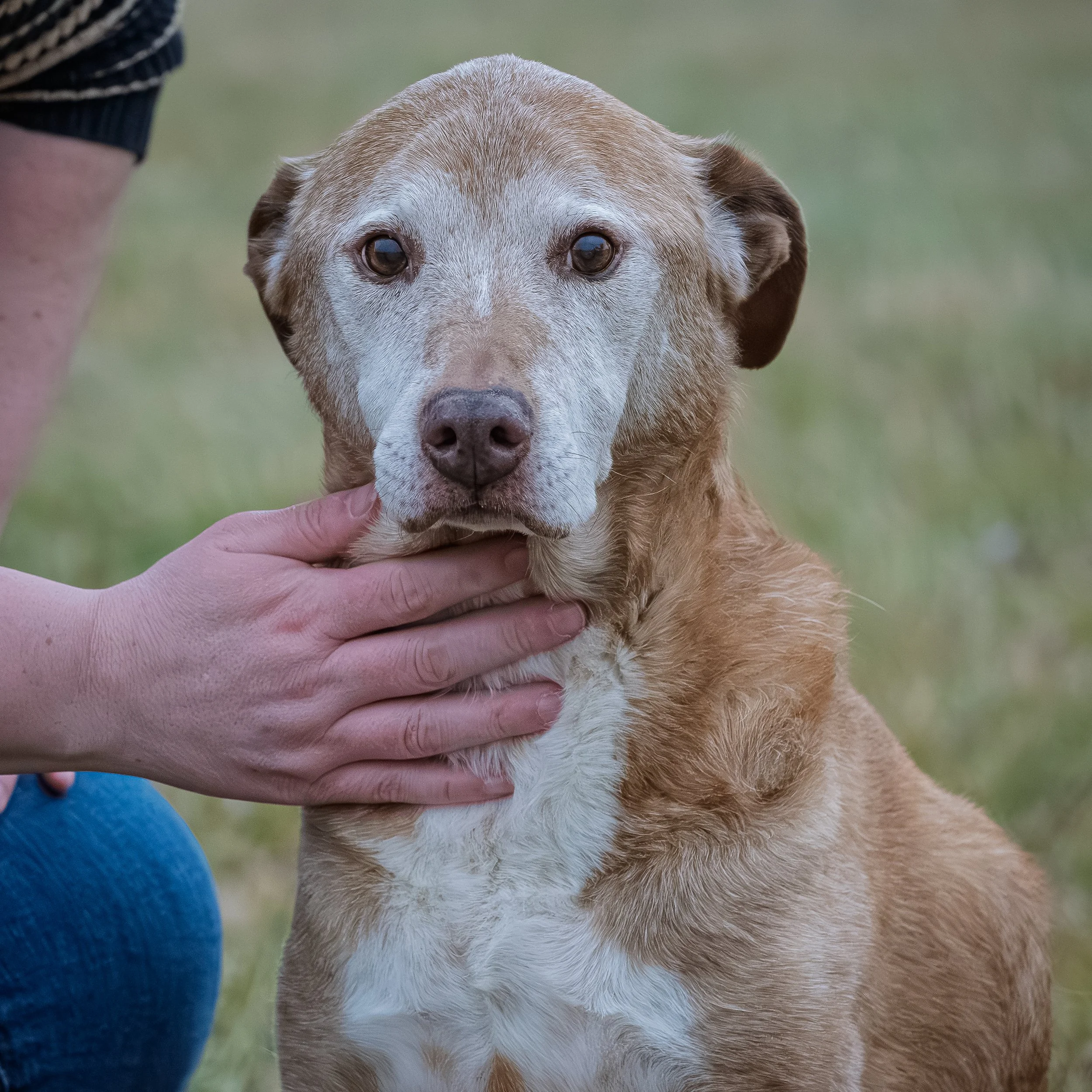 A dog gently held by a person's hand, with a blurred grassy background.