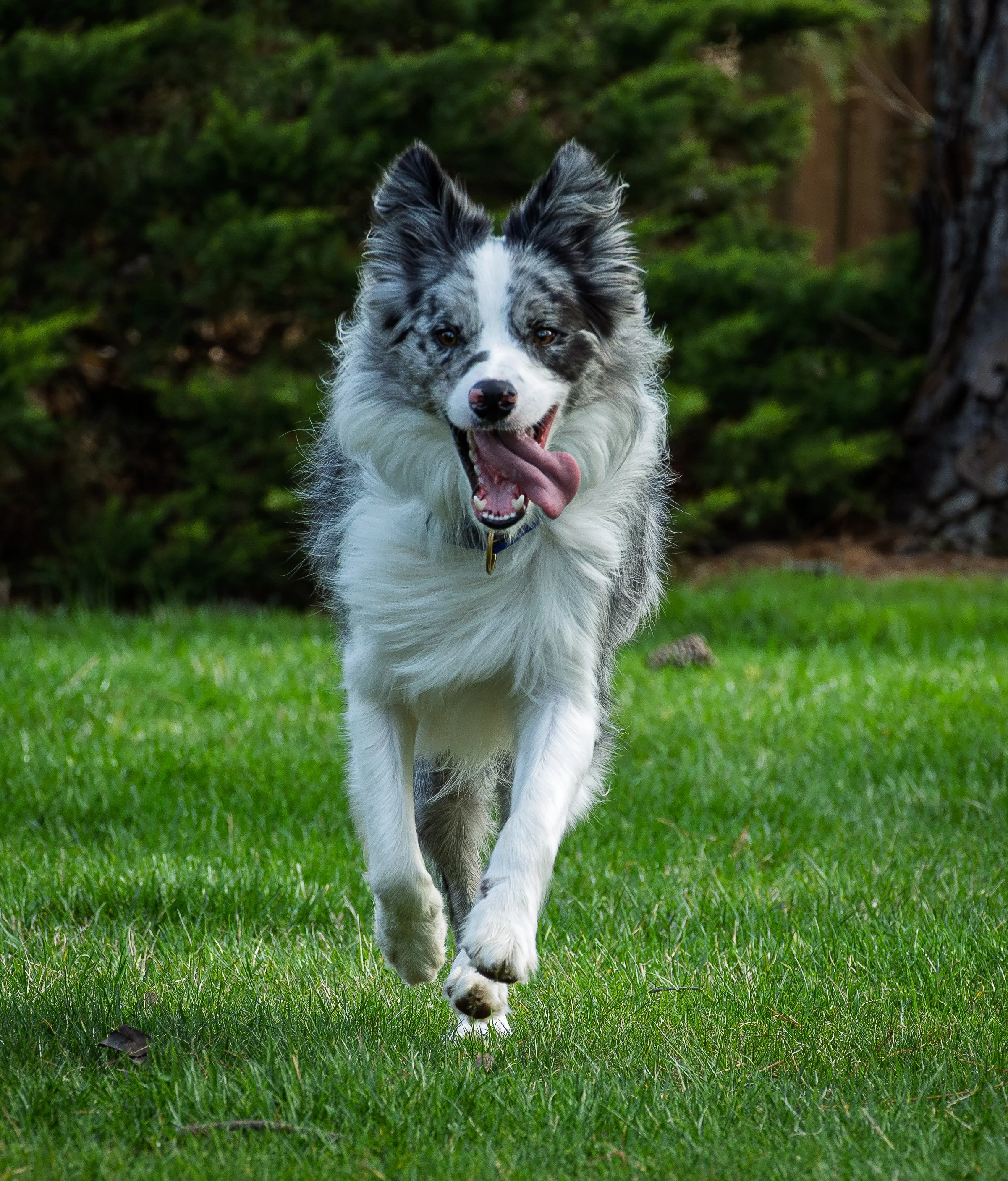 A playful Border Collie dog with a merle coat pattern running across a grassy field, with trees in the background.