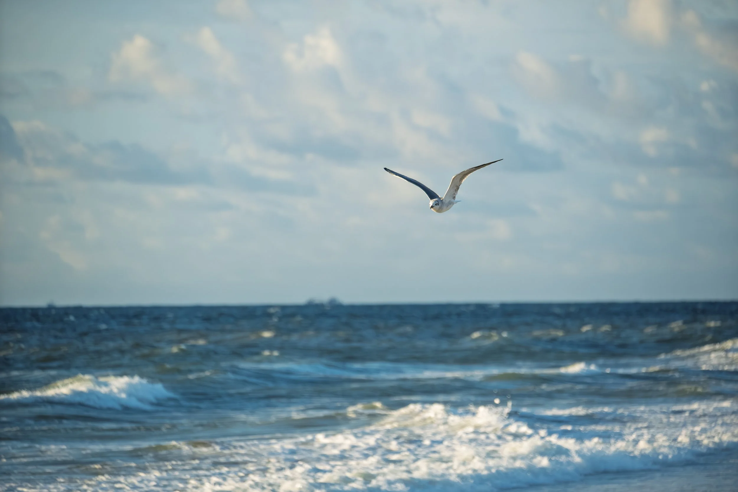 ...and even more birds