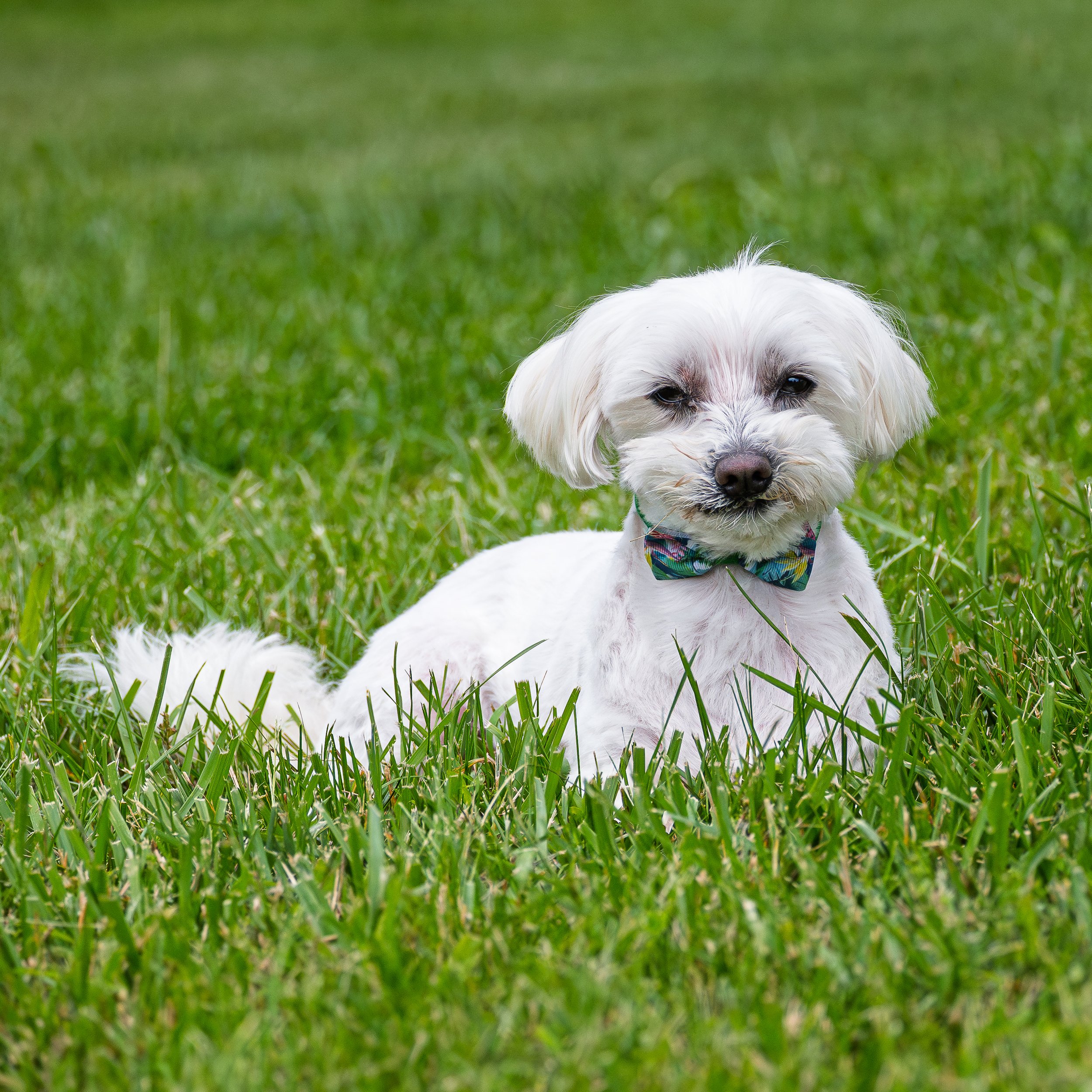 A white dog with a colorful bandana lying on green grass.