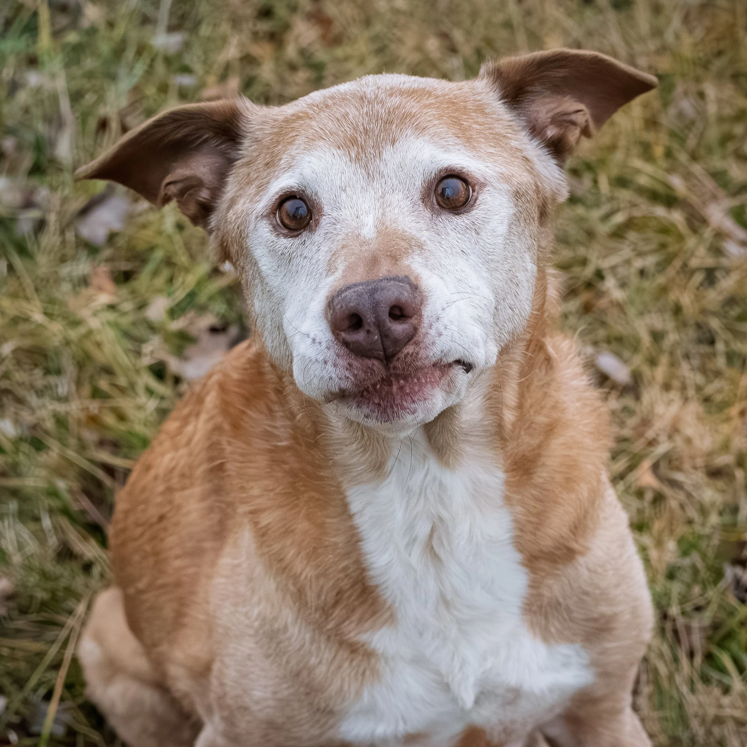 Close-up of a dog's face, showing brown and white fur and brown eyes, lying on grass.