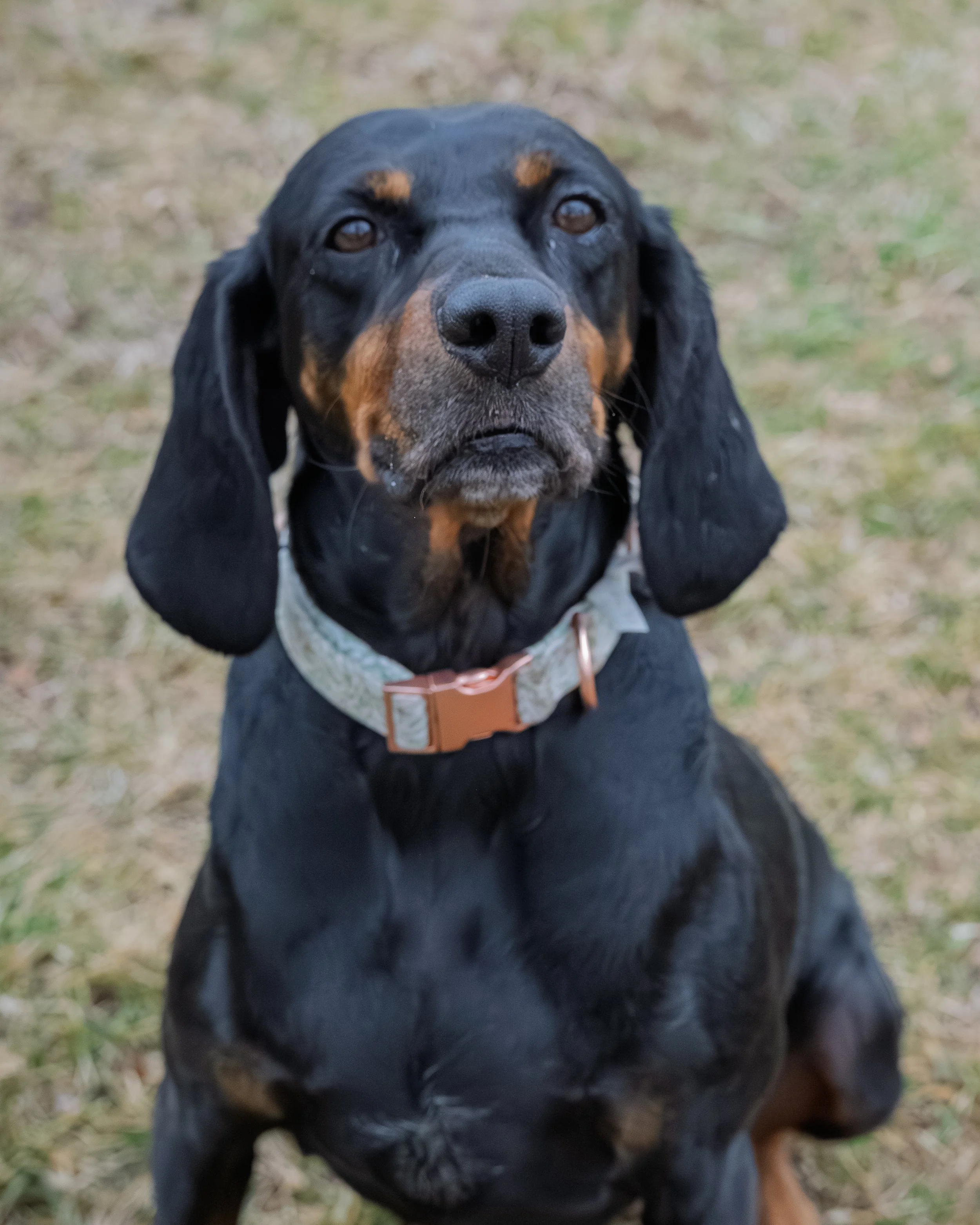 Close-up of a black and tan Coonhound dog,  with long ears and expressive eyes, sitting outdoors on grass.