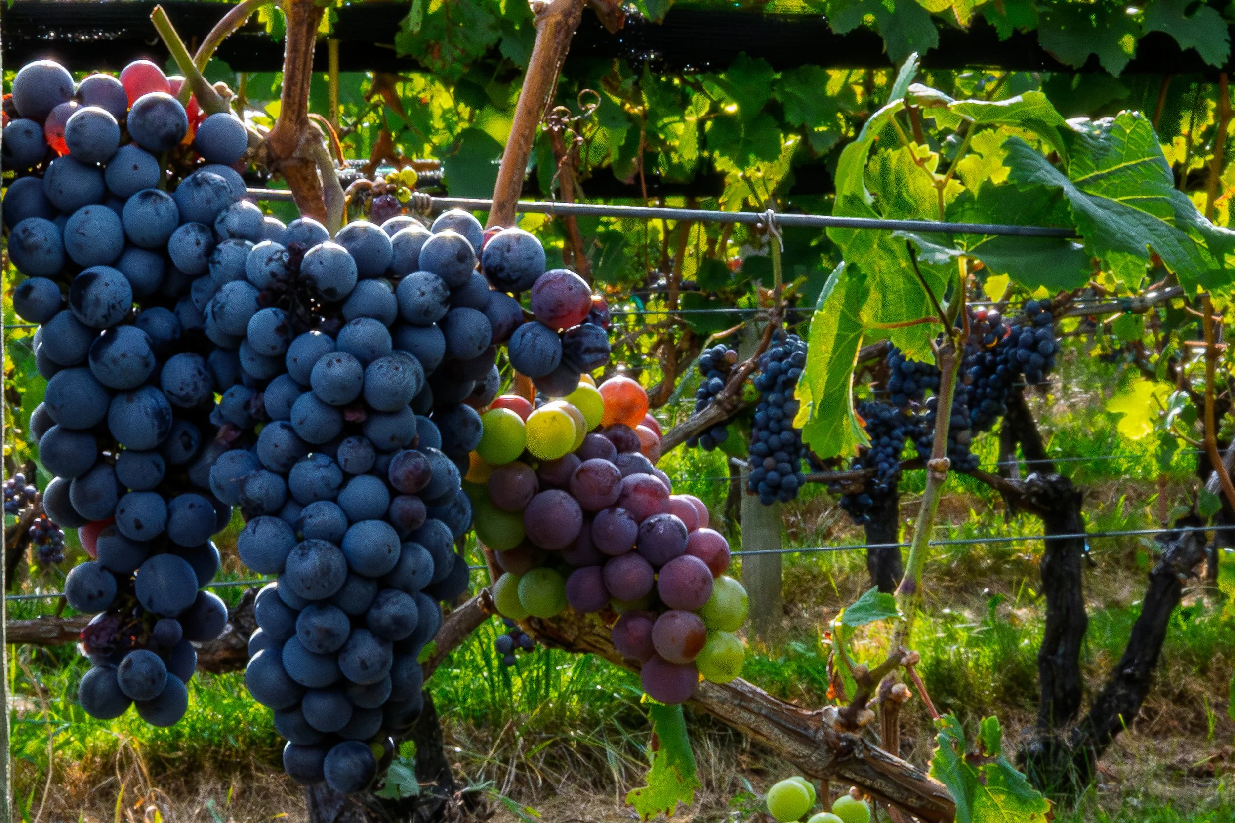 Wine in solid form
