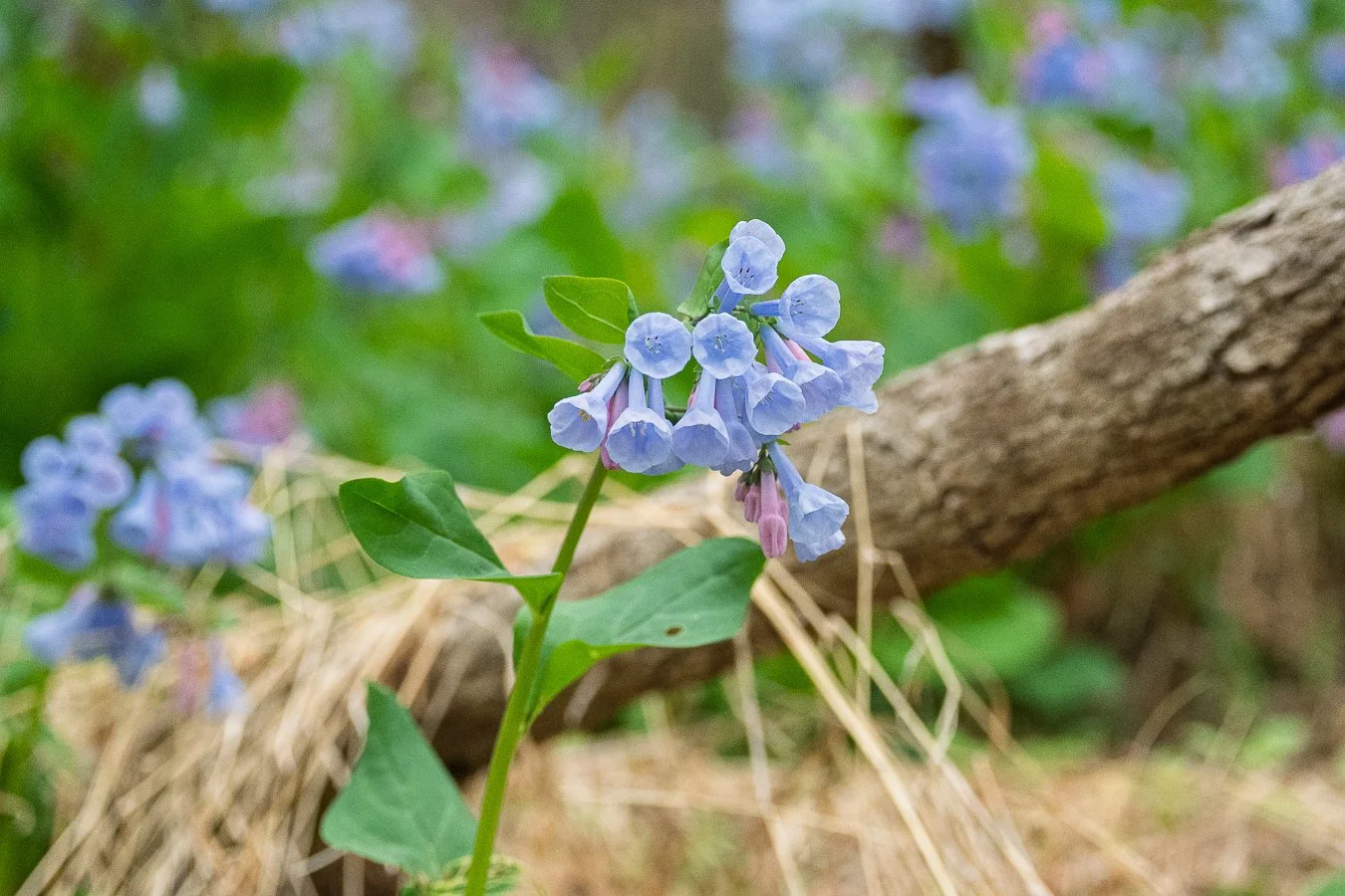DSC_3546.jpg