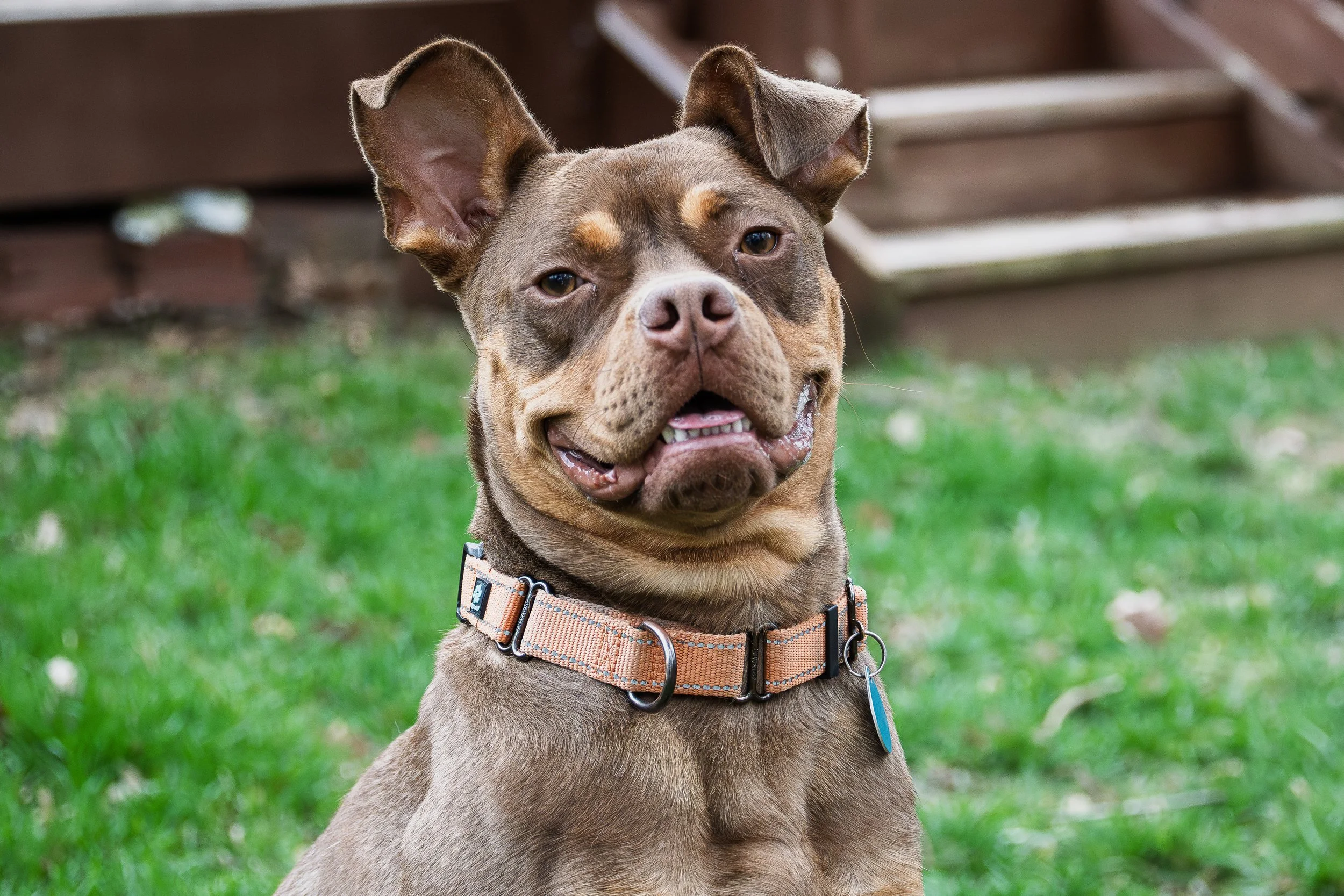 A brown and gray dog with droopy ears, wearing a beige collar, standing on grass with a wooden structure in the background.