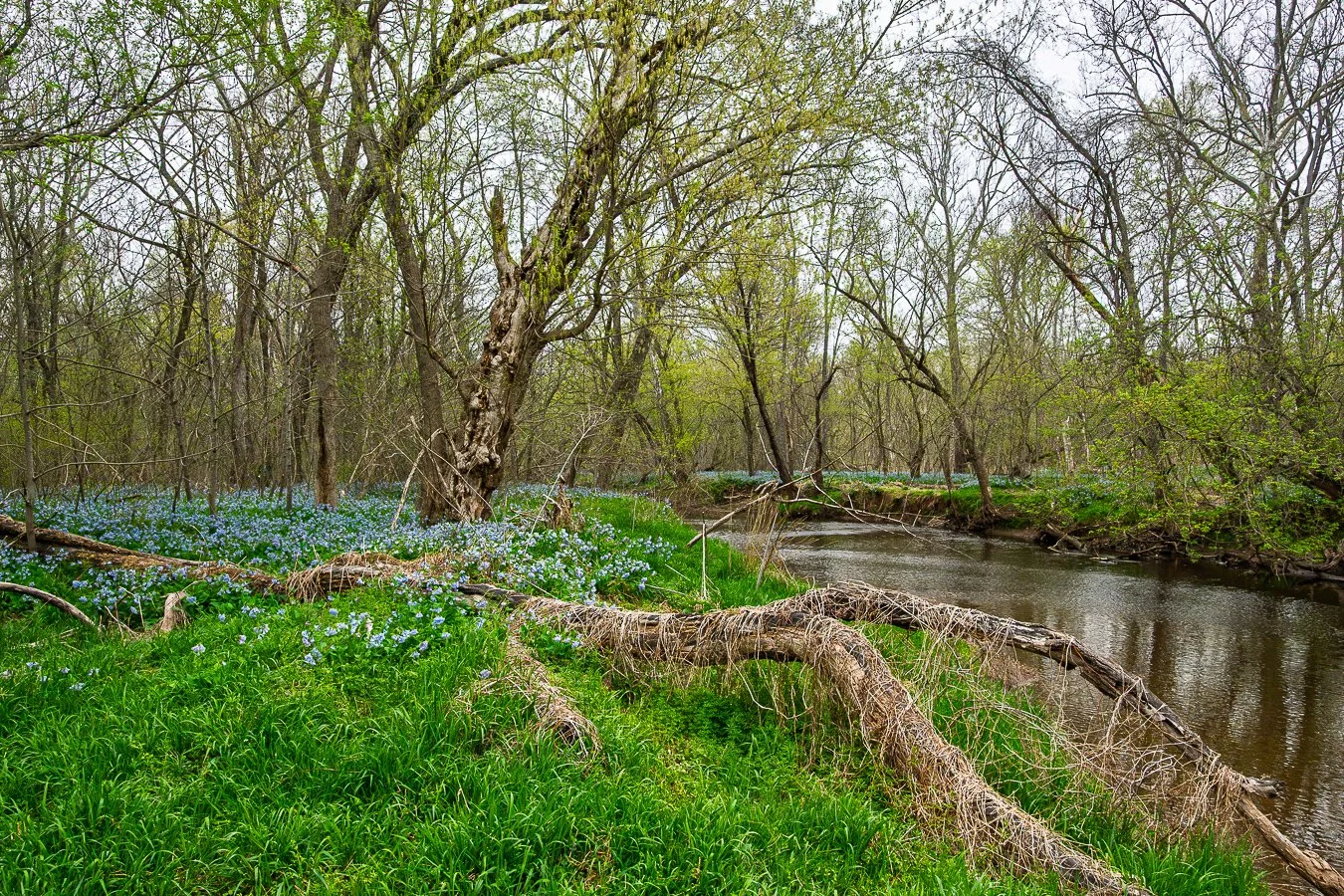 Bluebells in the Spring