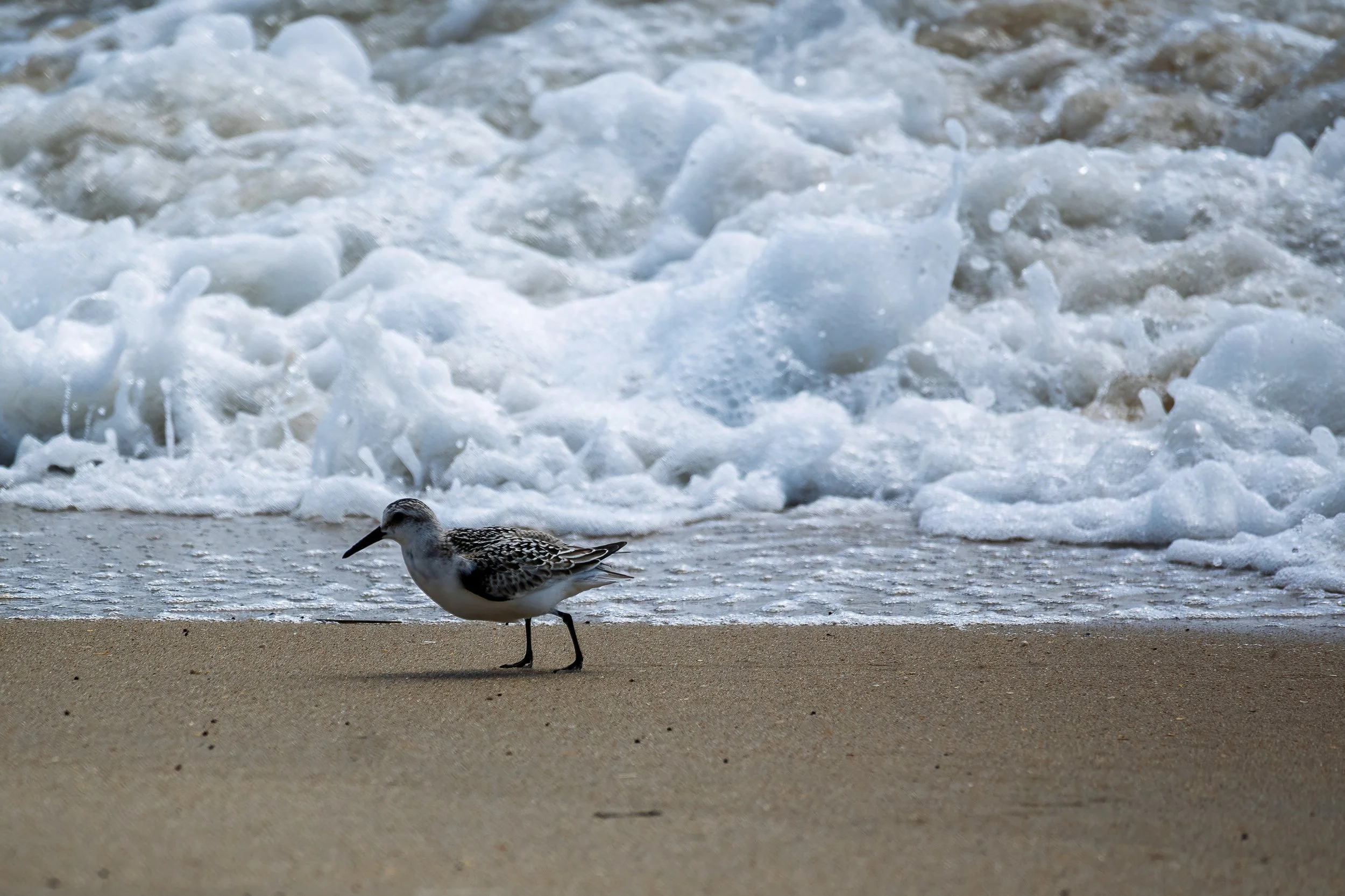 More shorebirds 