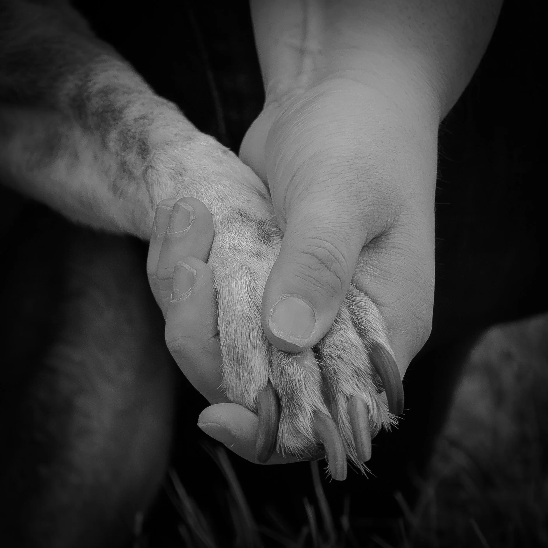 Close-up black and white photograph of a person's hand holding the paw of a small dog.